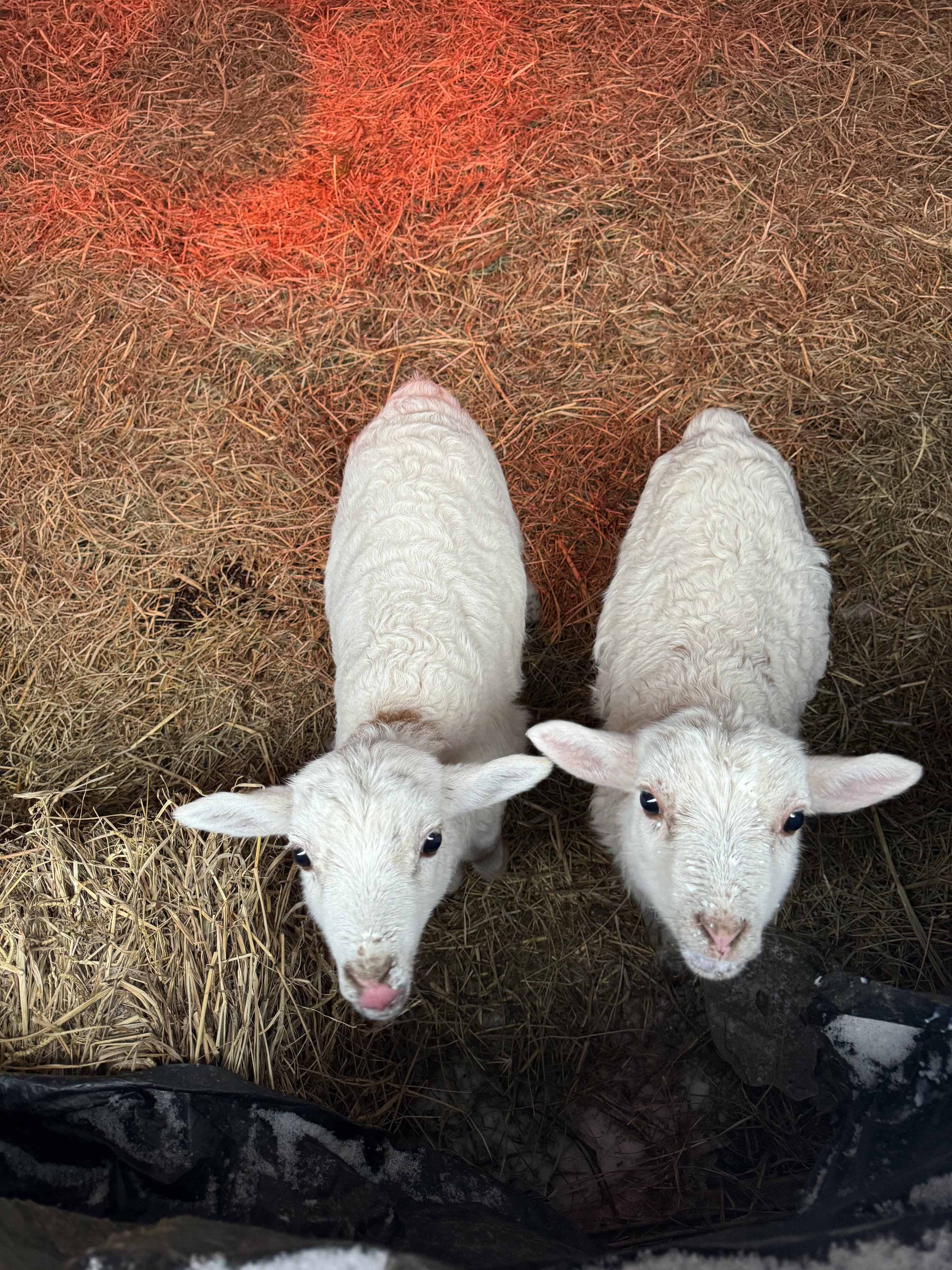 sheep.JPEG