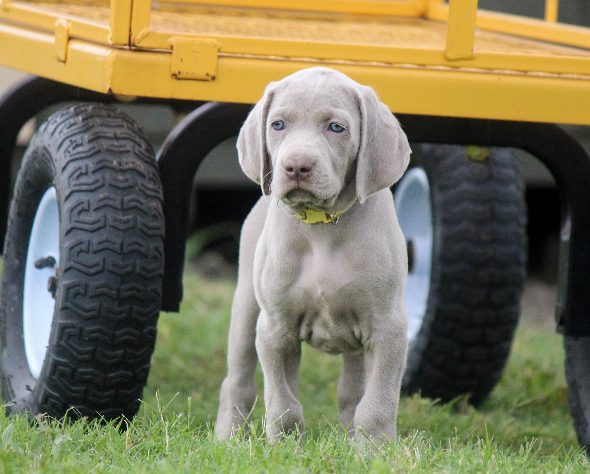 Aspen/Marshall Litter 2025 at 8 Weeks Old