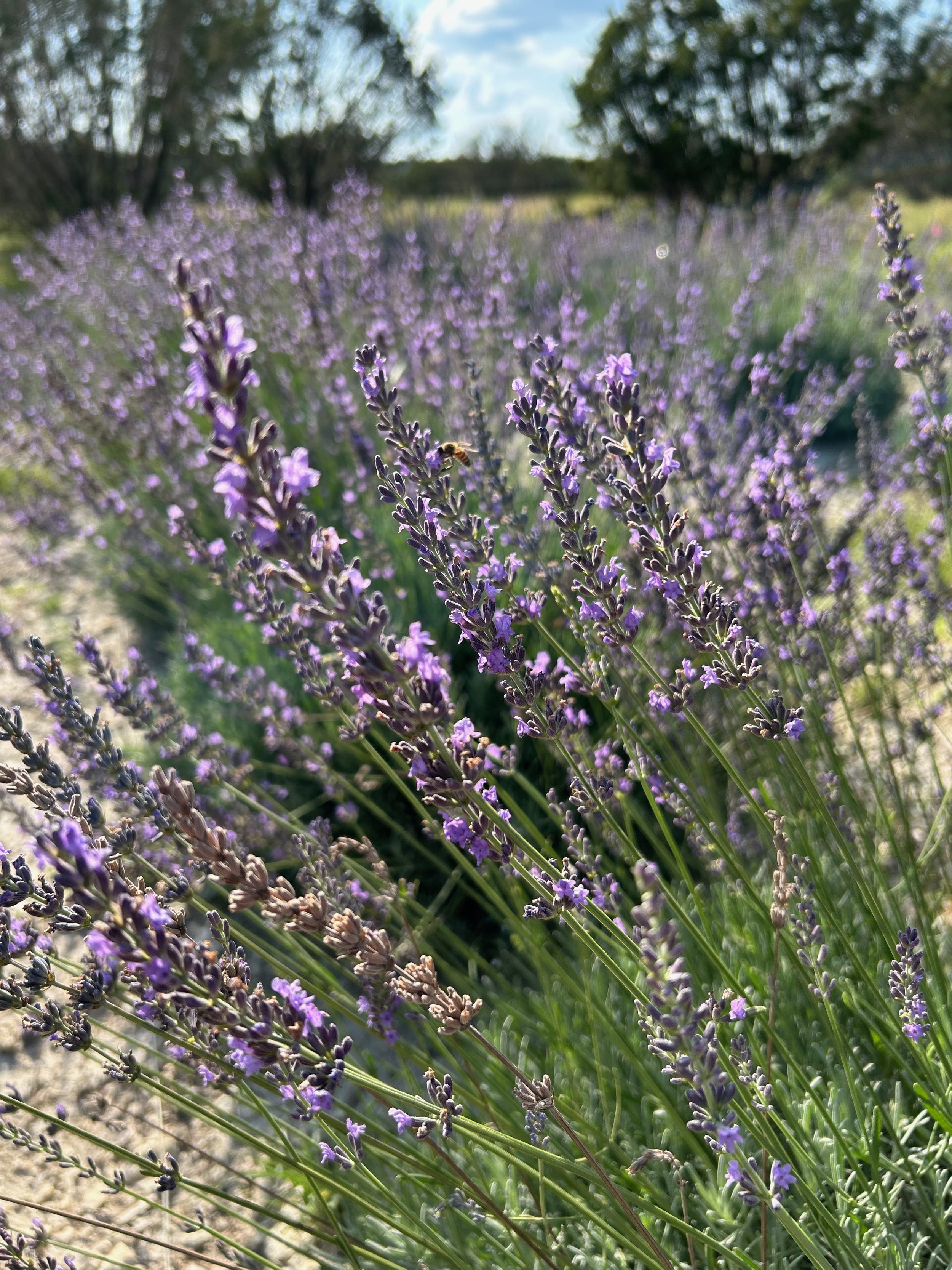 Lavender 'Phenomenal'®