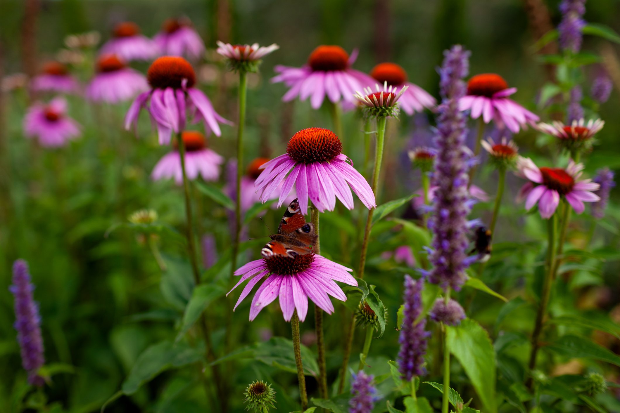 Butterfly & Hummingbird Garden