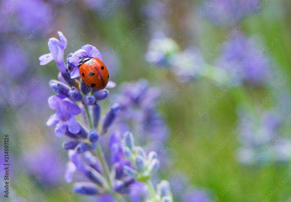 AdobeStock_214597126_Preview.jpeg