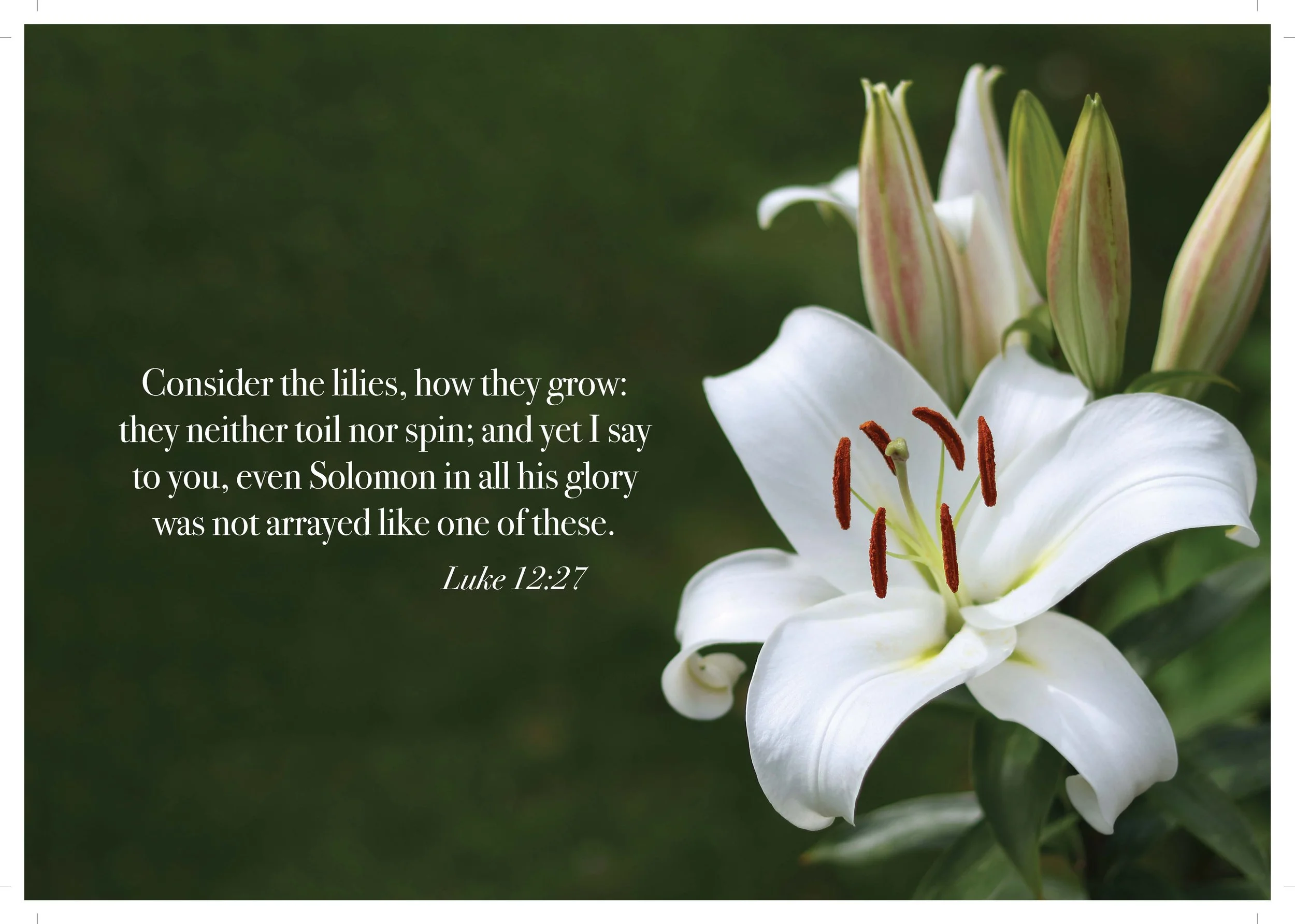 Spring-Summer 2026 Merch Poster_verse back.jpg