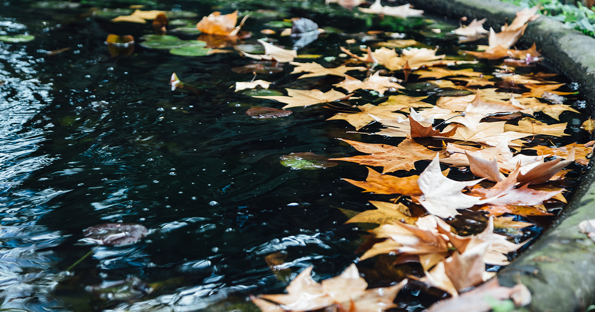 pond maintenance Ontario fall