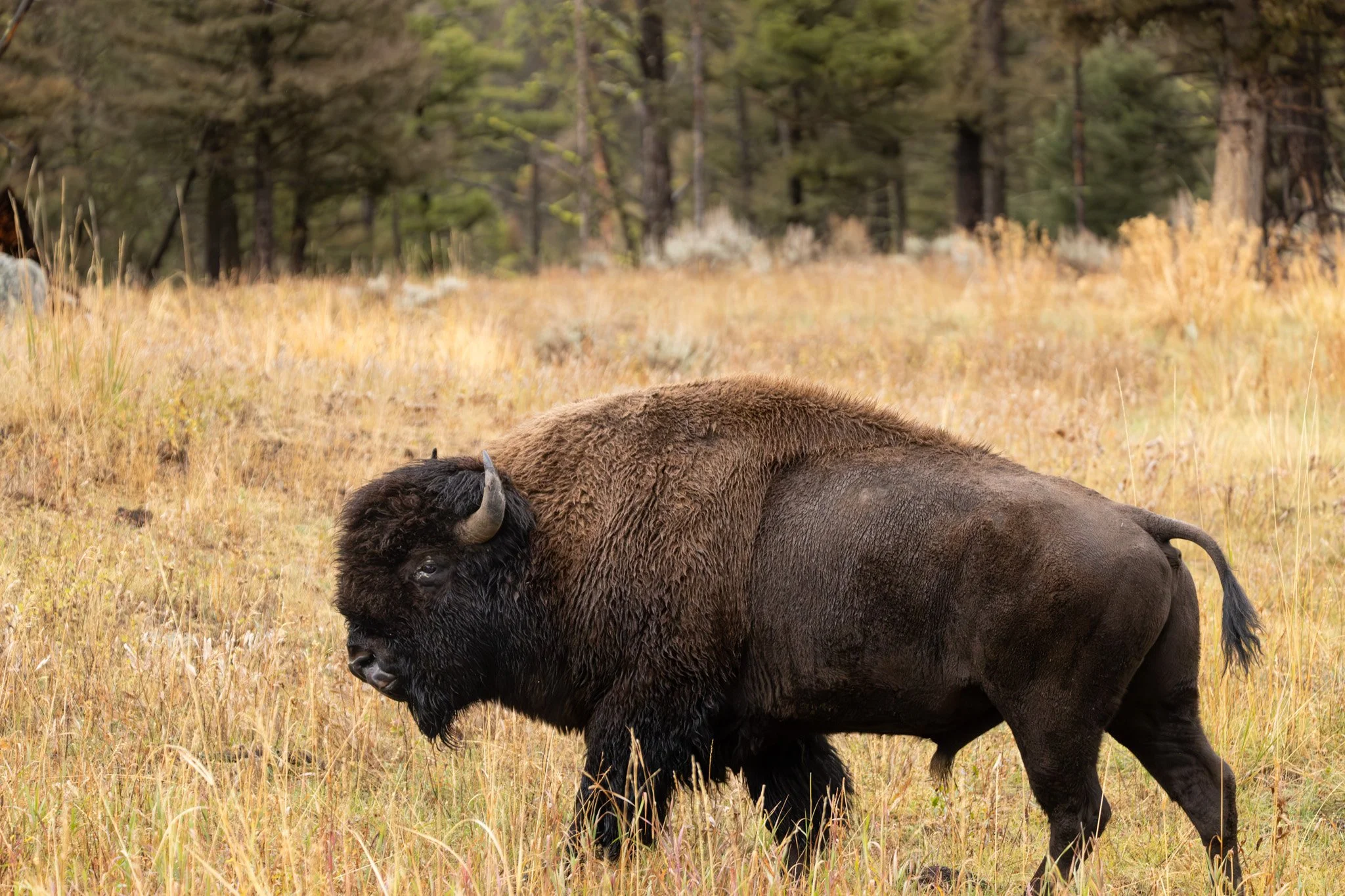 Yellowstone National Park