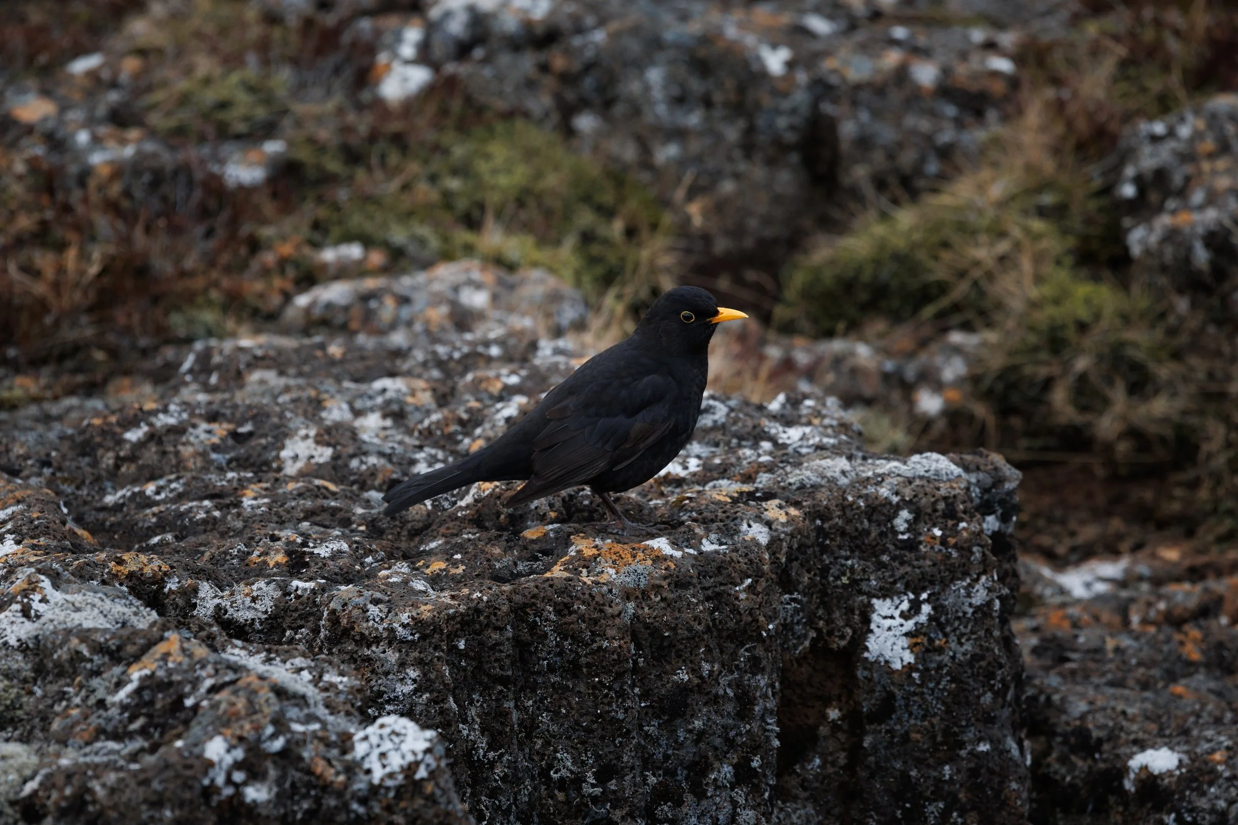 Iceland-133.jpg