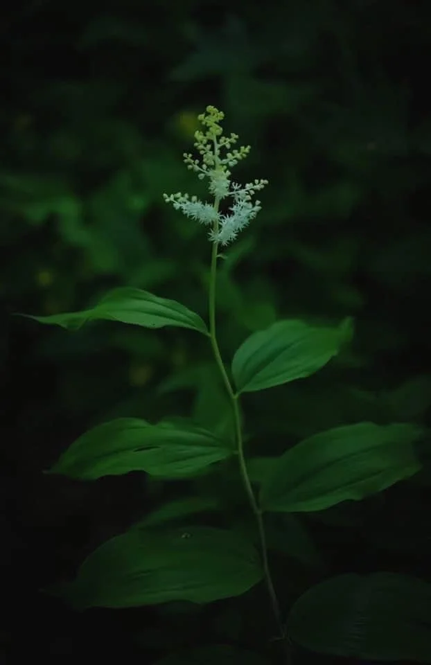 herbs 4.jpg