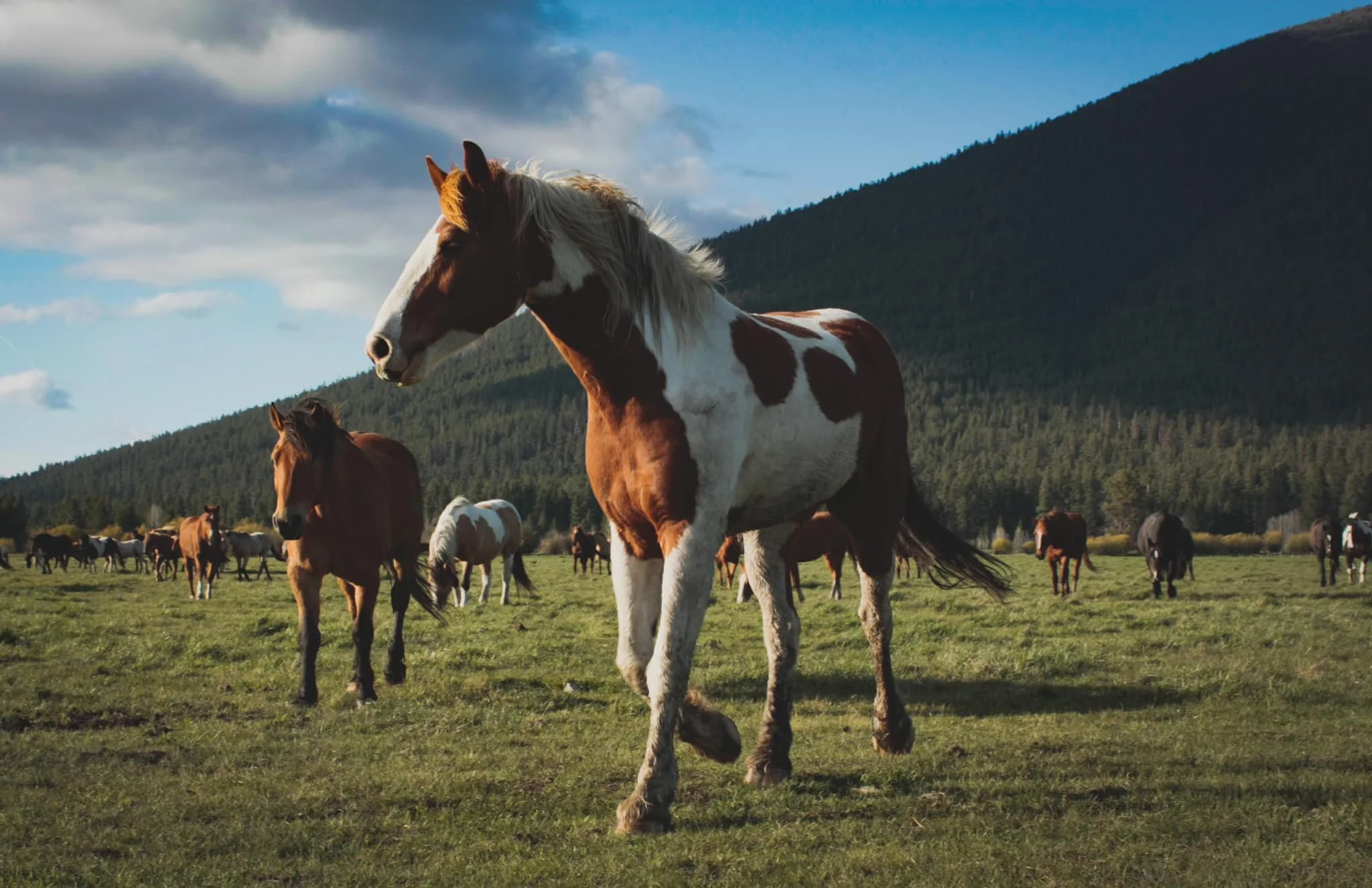 HOrses.jpg