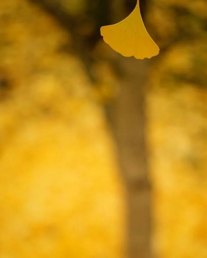 ginko.jpg