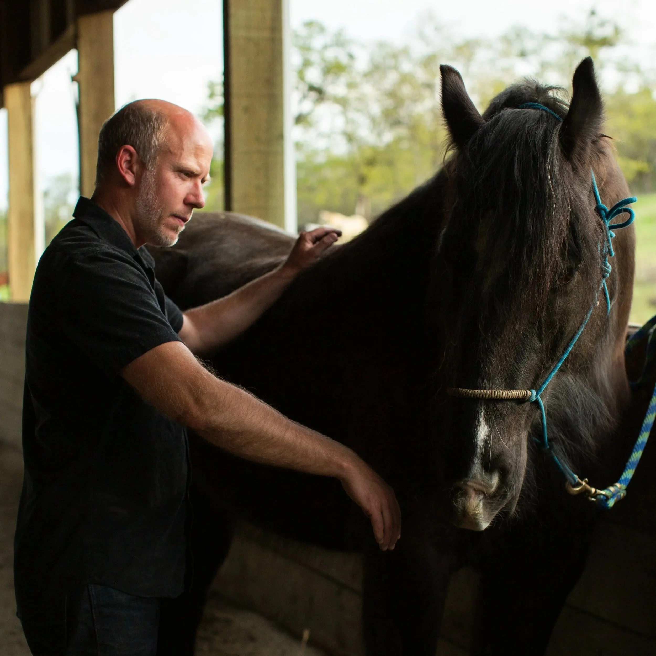 Equine Therapeutics