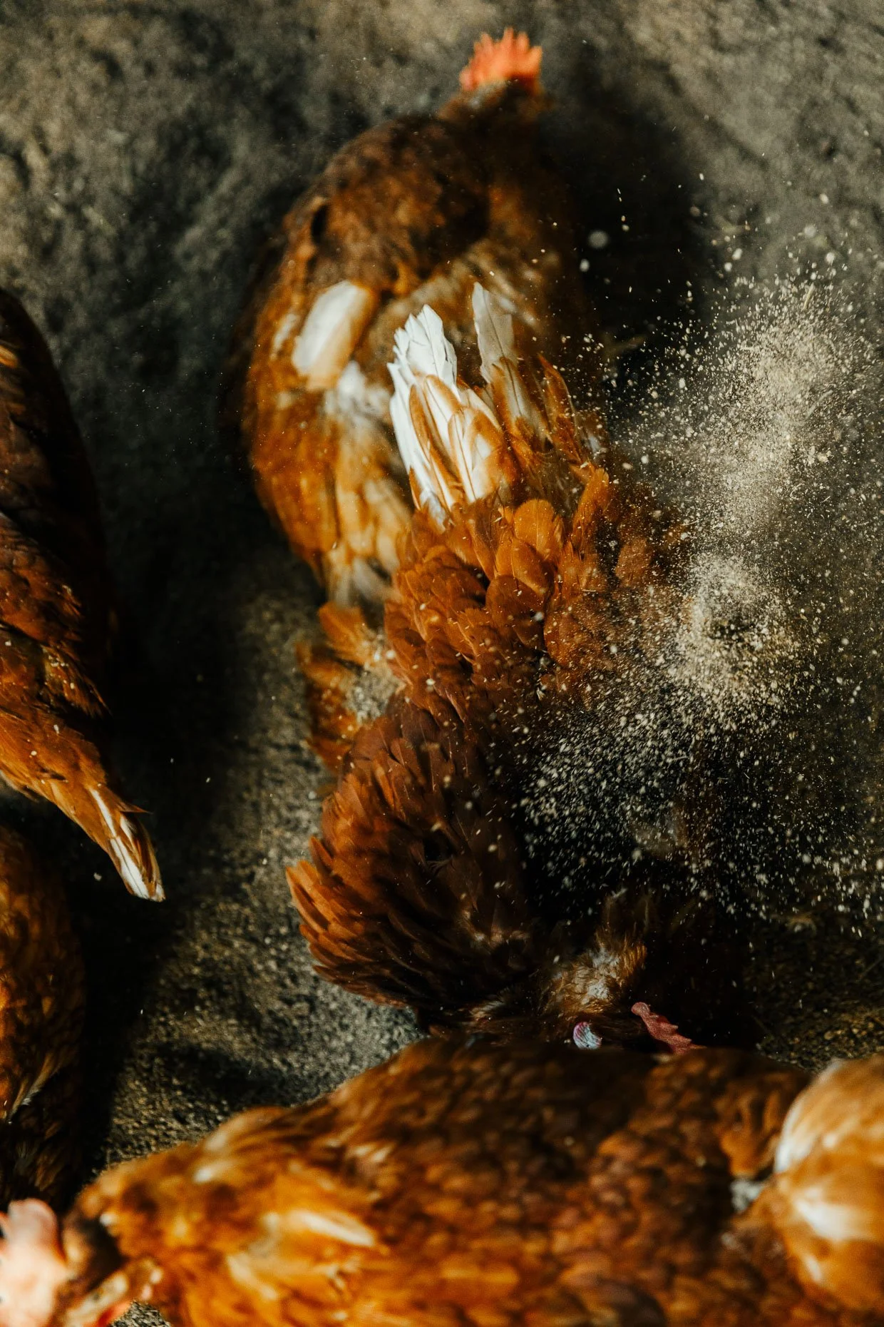 lucyhewett_sirkensingtons_foodphotographer_011.jpg