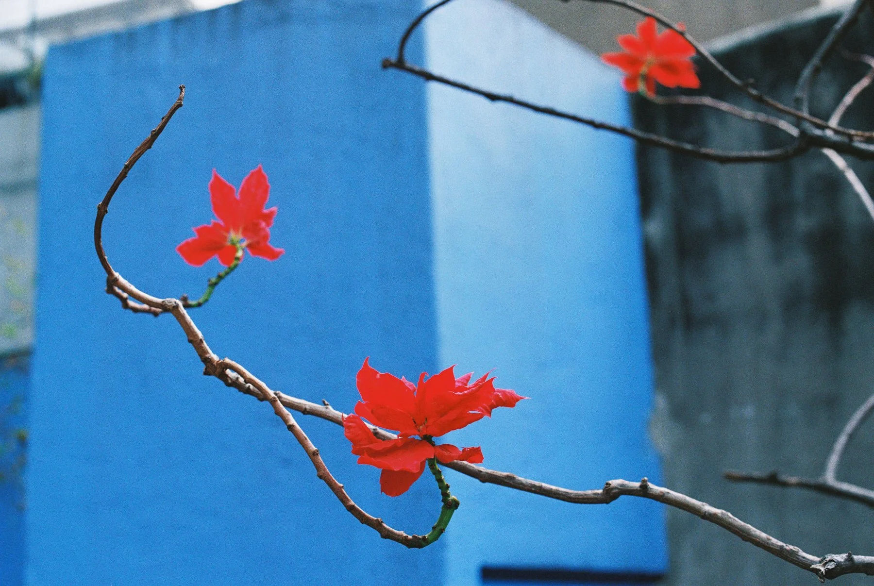 LucyHewett_ChicagoPhotographer_MEXICOCITY-201.jpg