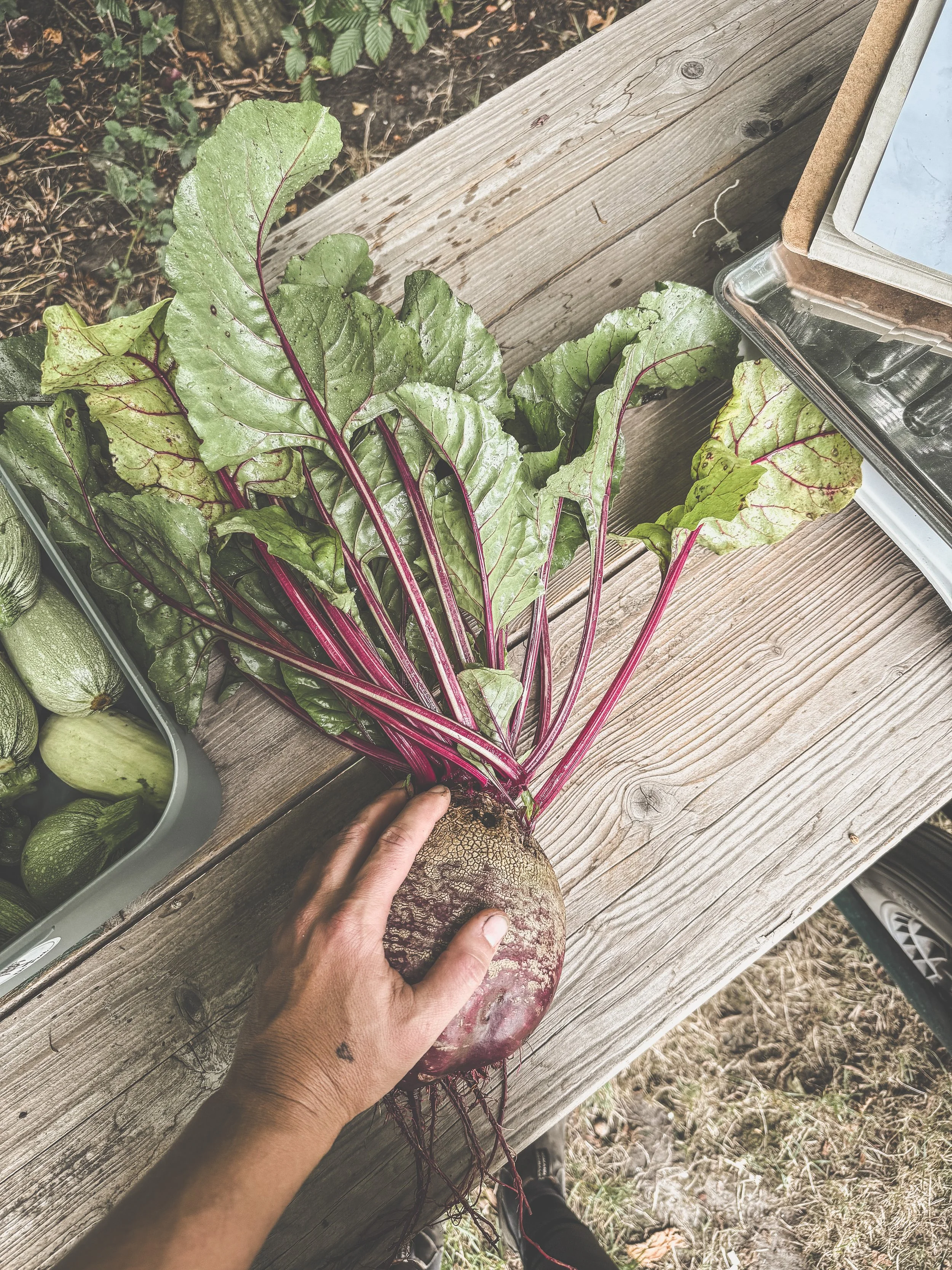 Markt tuin ecologische groenten_De Pret biet.JPEG