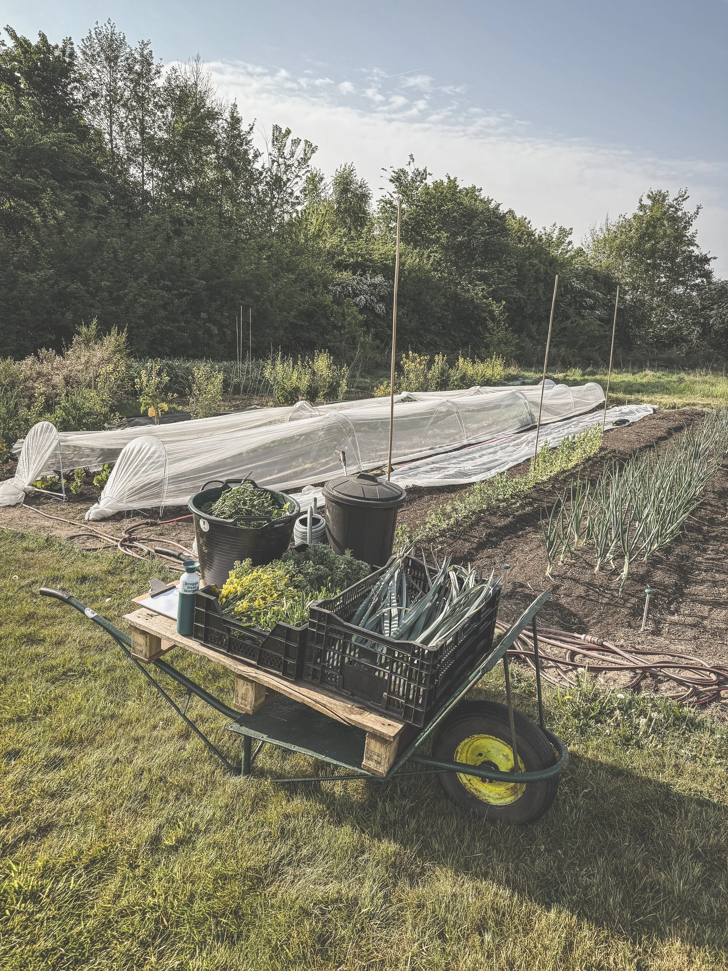 Markt tuin ecologische groenten_De Pret (6).JPEG