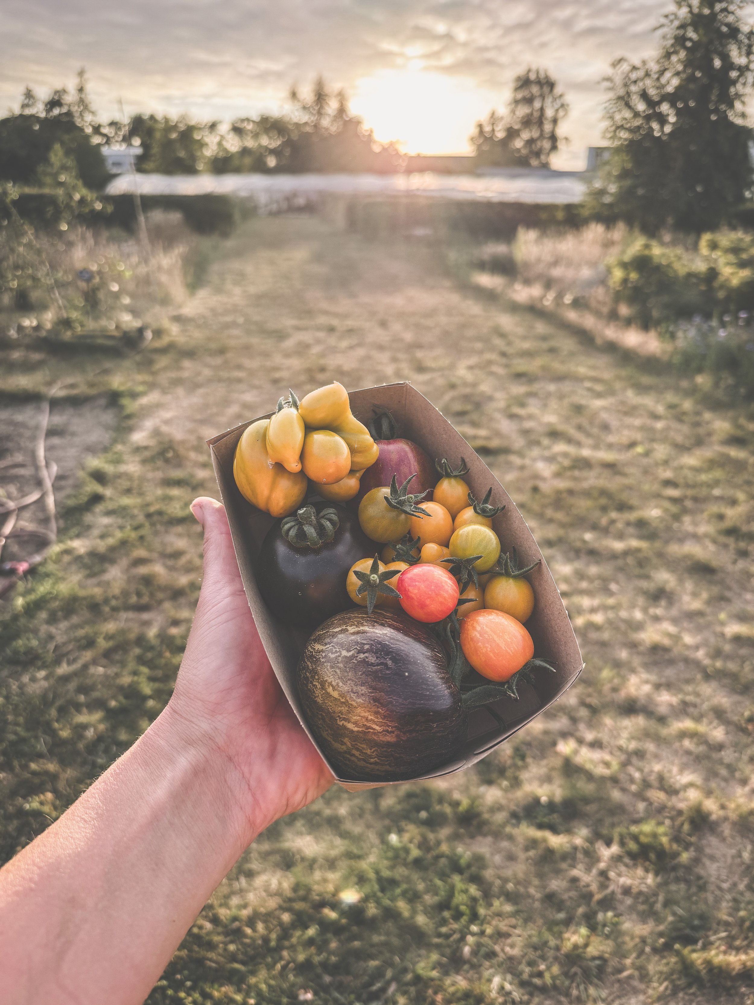 Tomaten proeverij | Velt Zedelgem &amp; Brugge