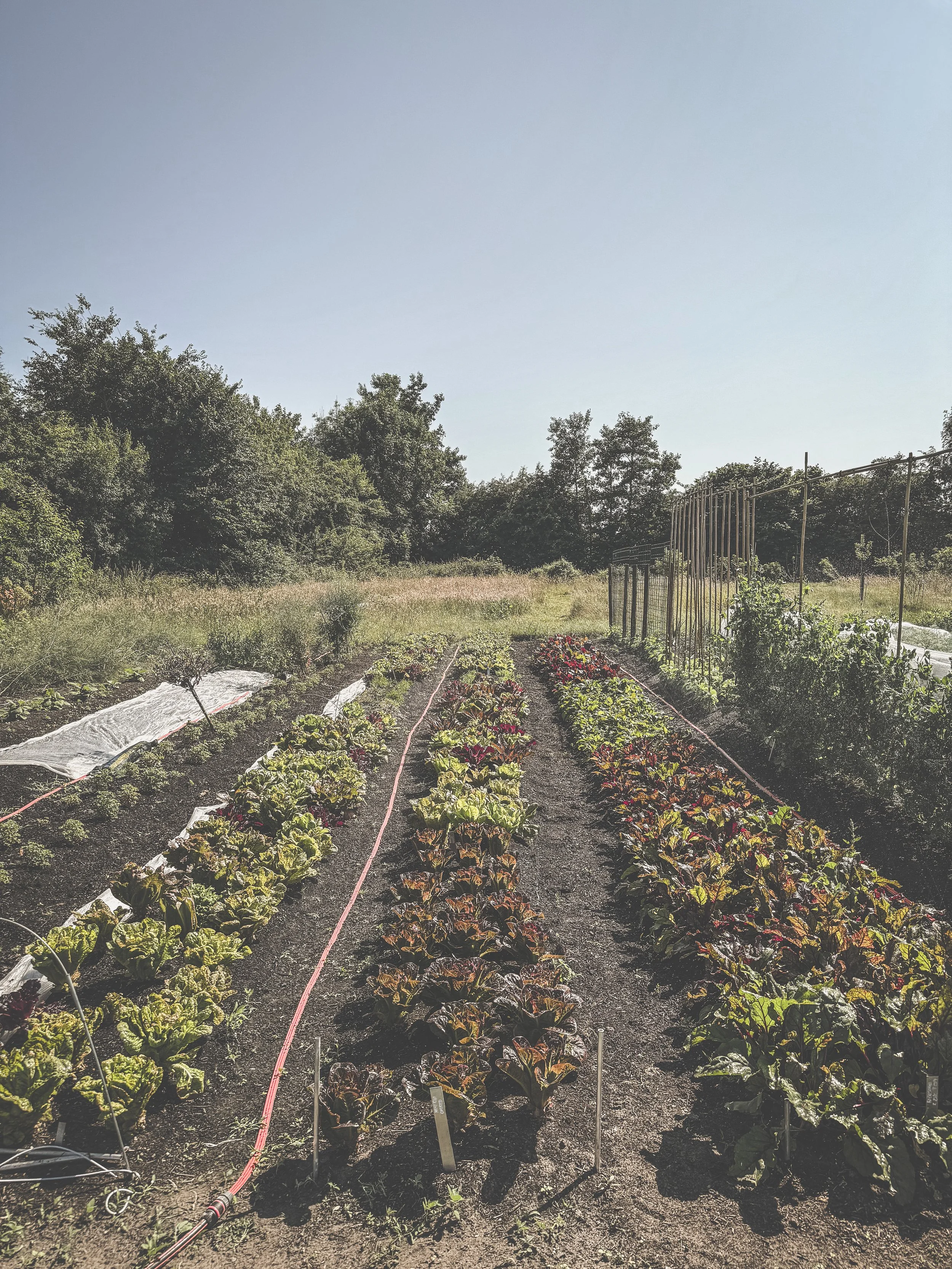Rondleiding Markt Tuin | Velt Jabbeke