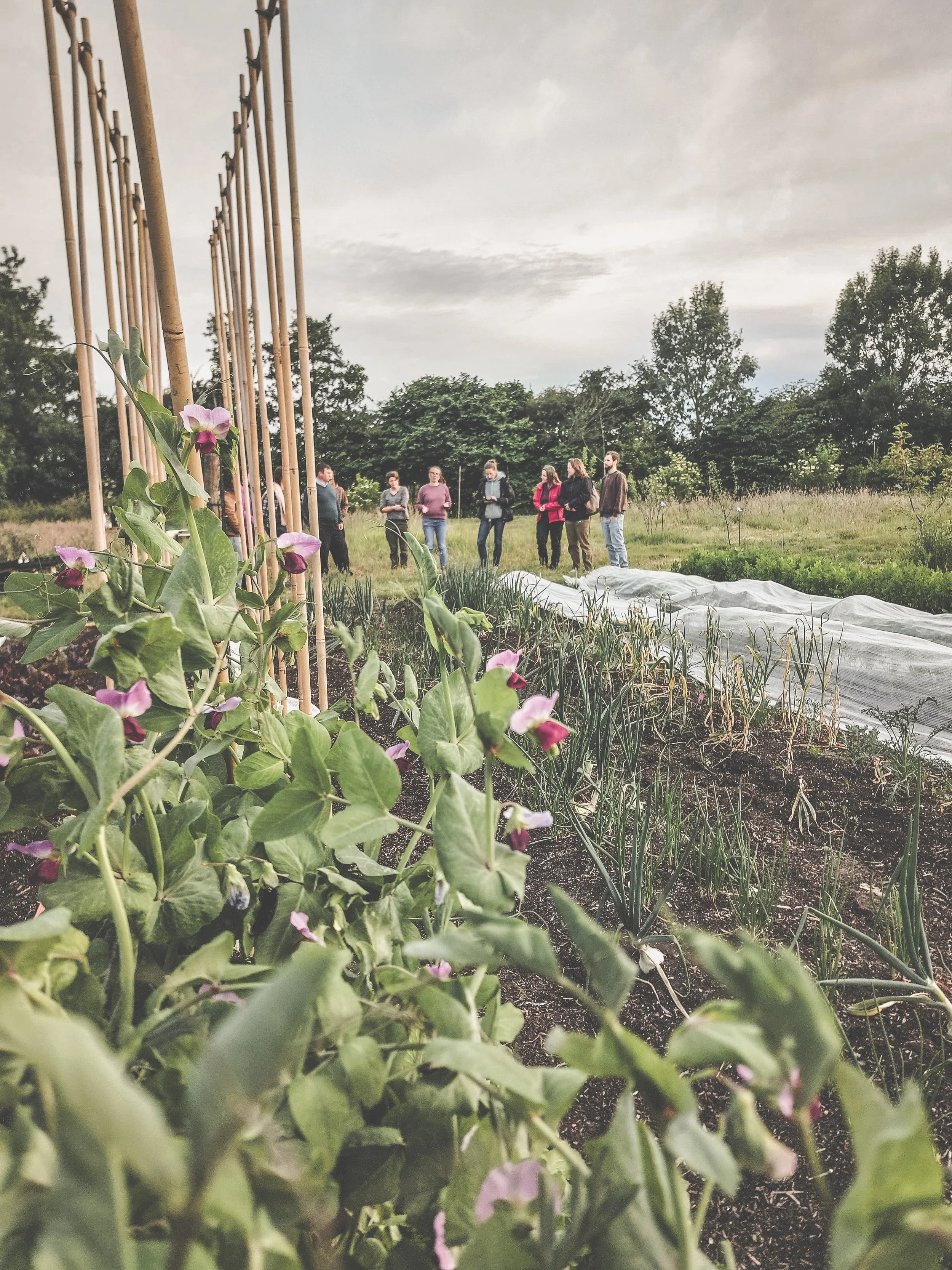 Markt tuin_De Pret_ecologische groenten brugge teambuilding.JPEG