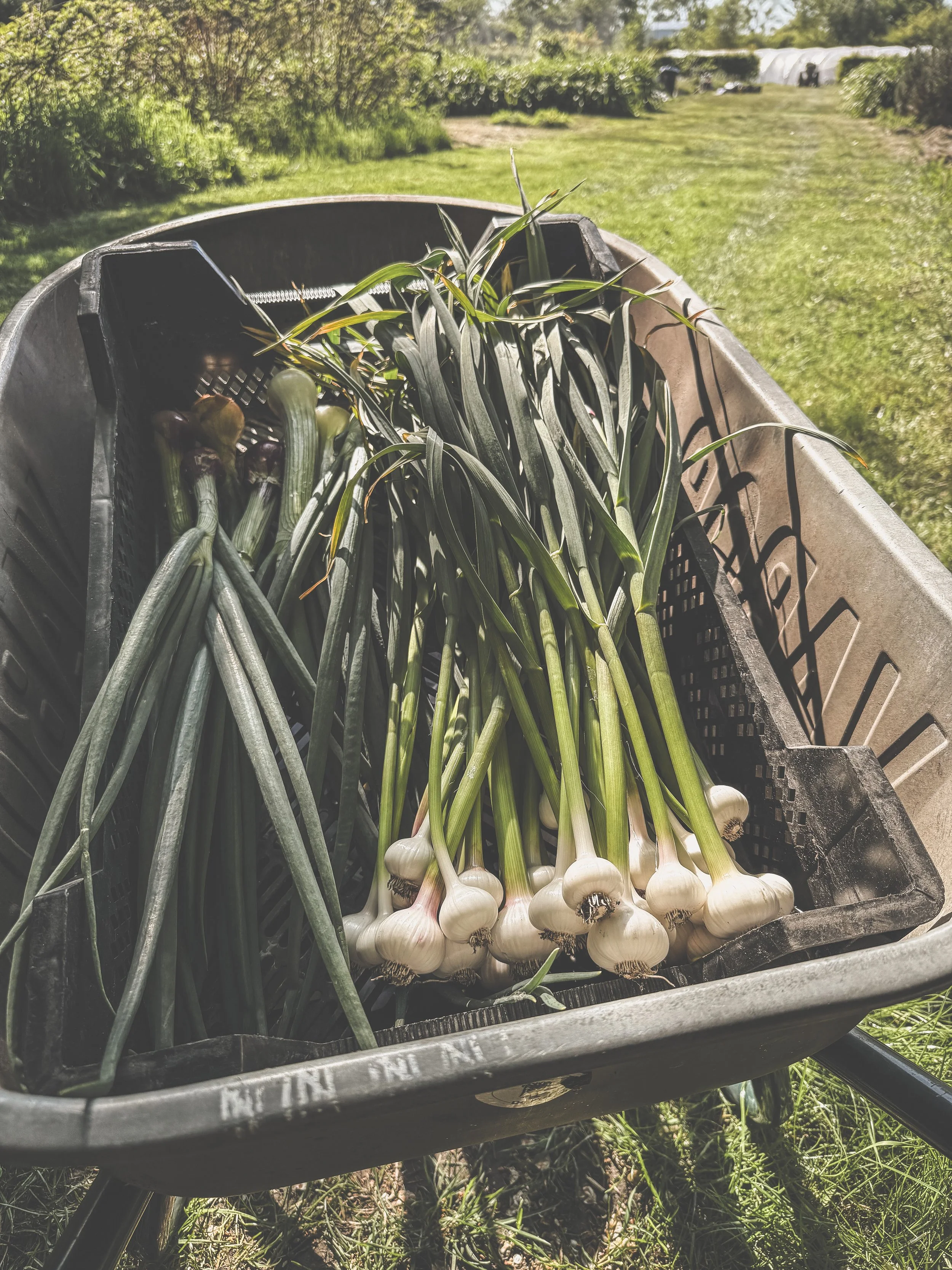 Mart tuin_De Pret_ecologische groenten brugge aillet 2.JPEG