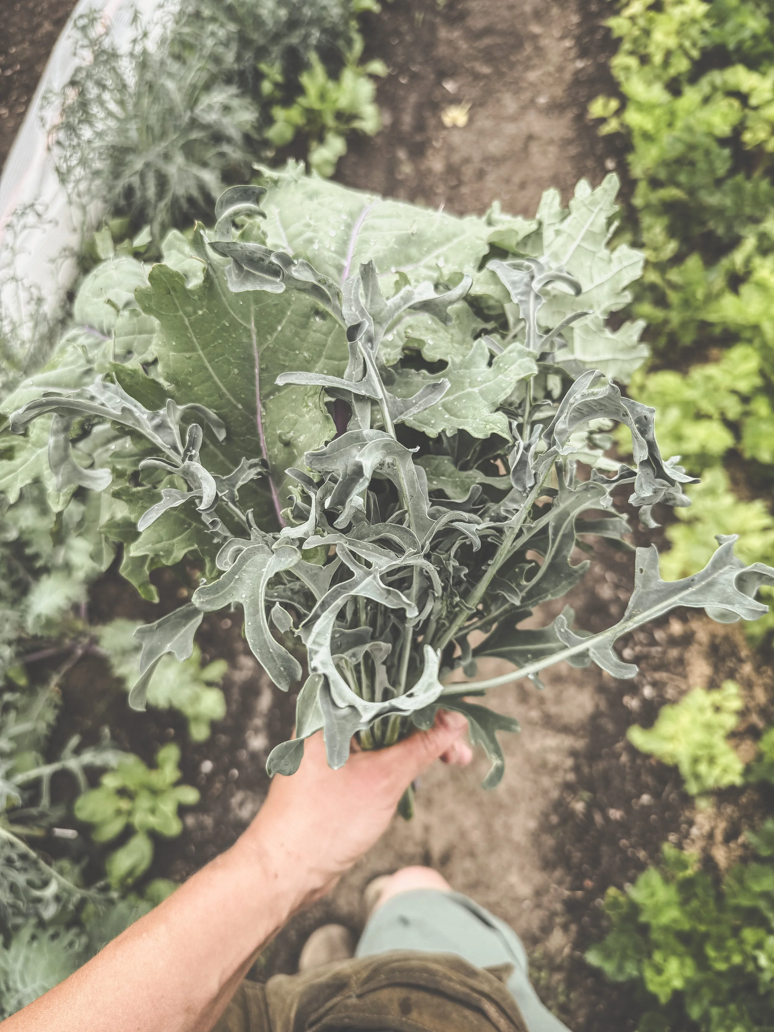 Markt tuin_De Pret_ecologische groenten brugge bladkool mix 2025.JPEG