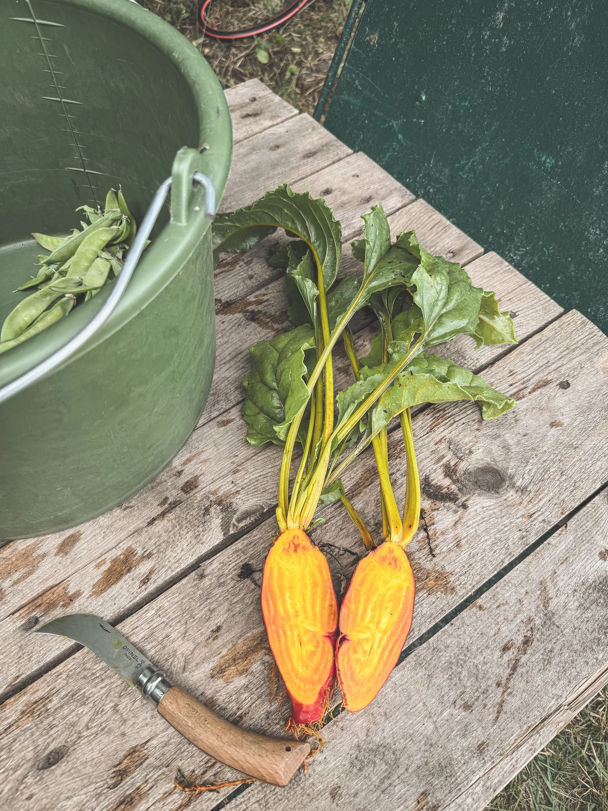 Badger yellow flame beet