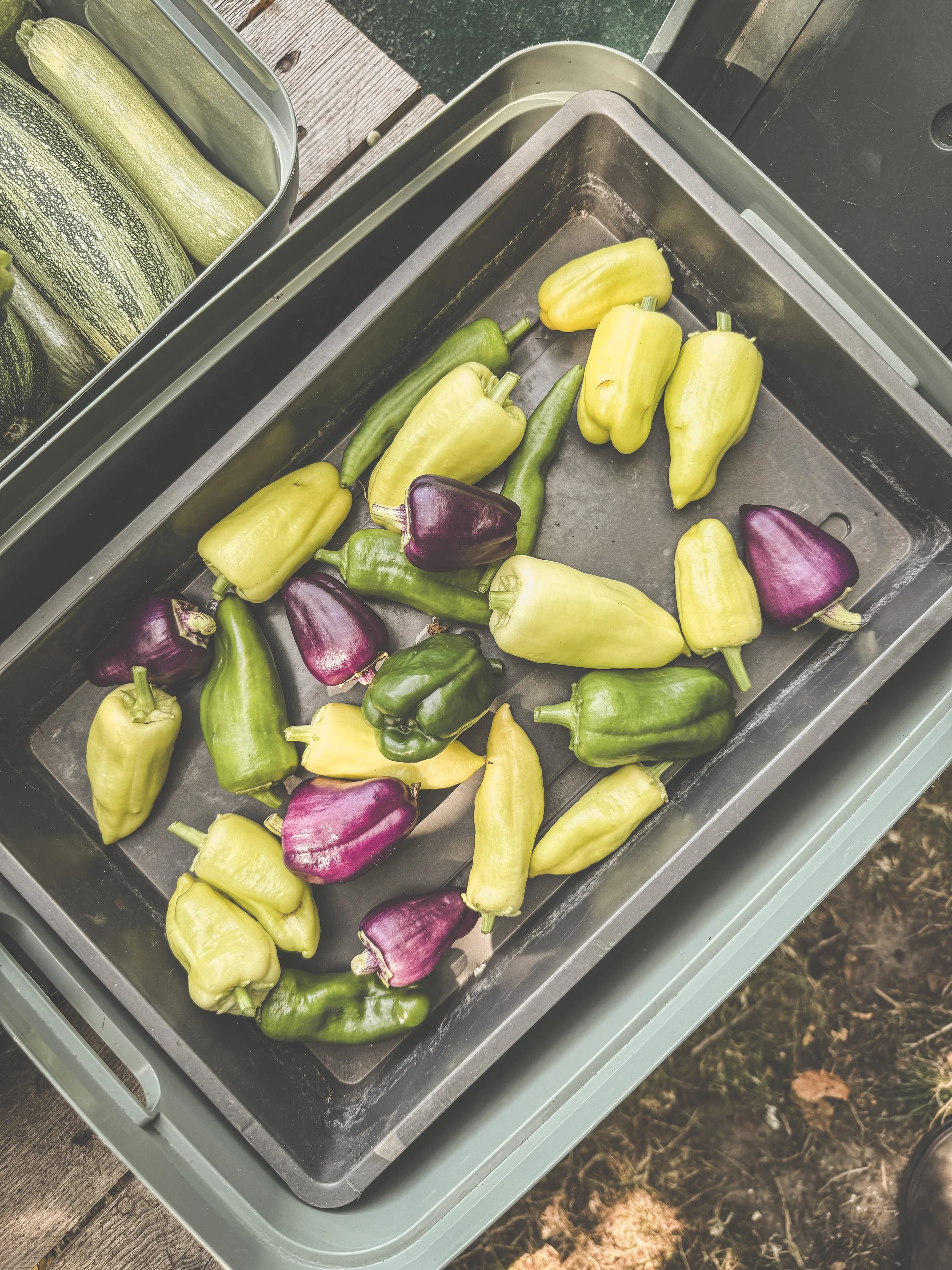 Markt tuin ecologische groenten_De Pret_092025_paprika.JPEG