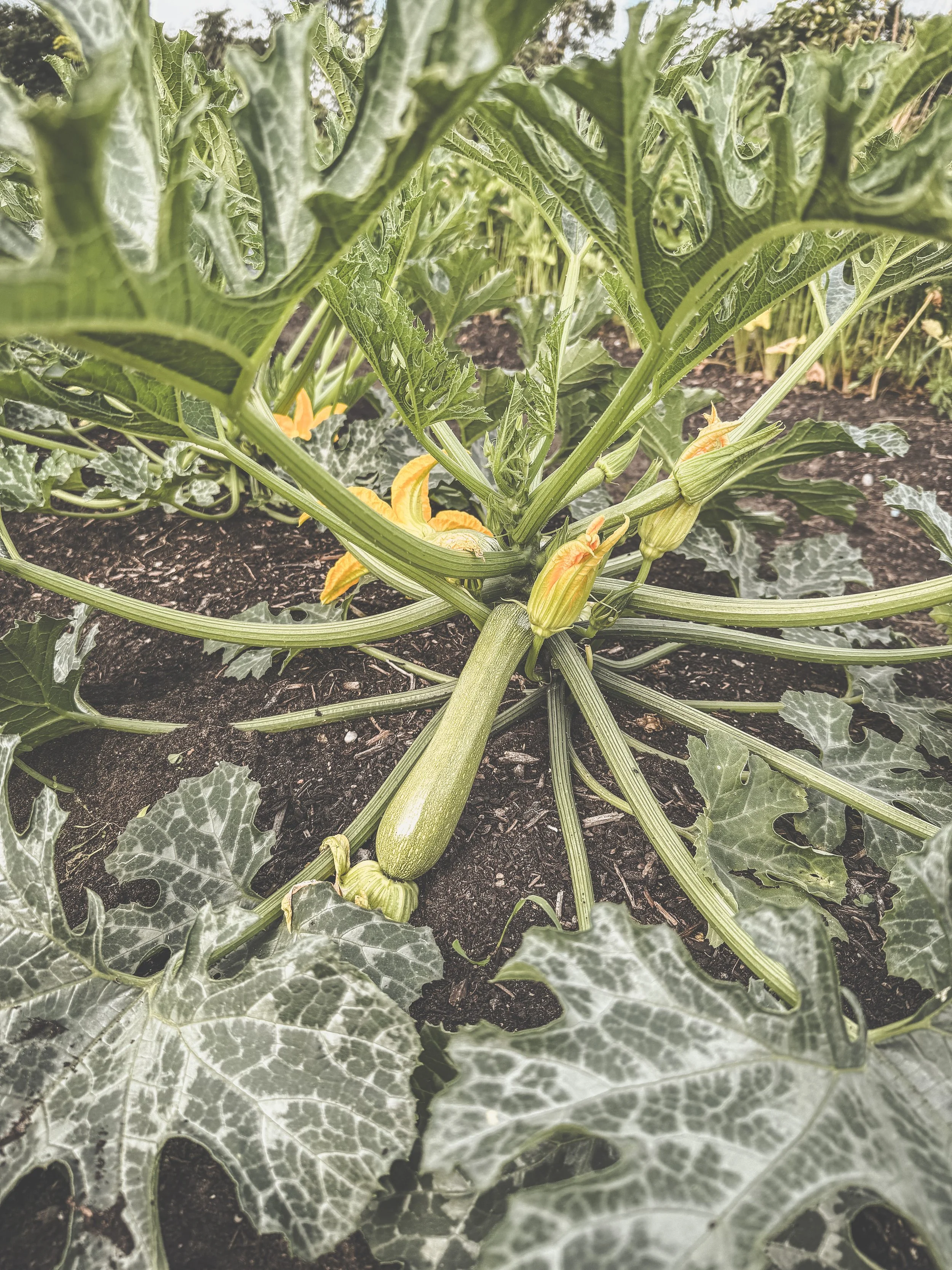 Markt tuin_De Pret_ecologische groenten Brugge_courgette.JPEG