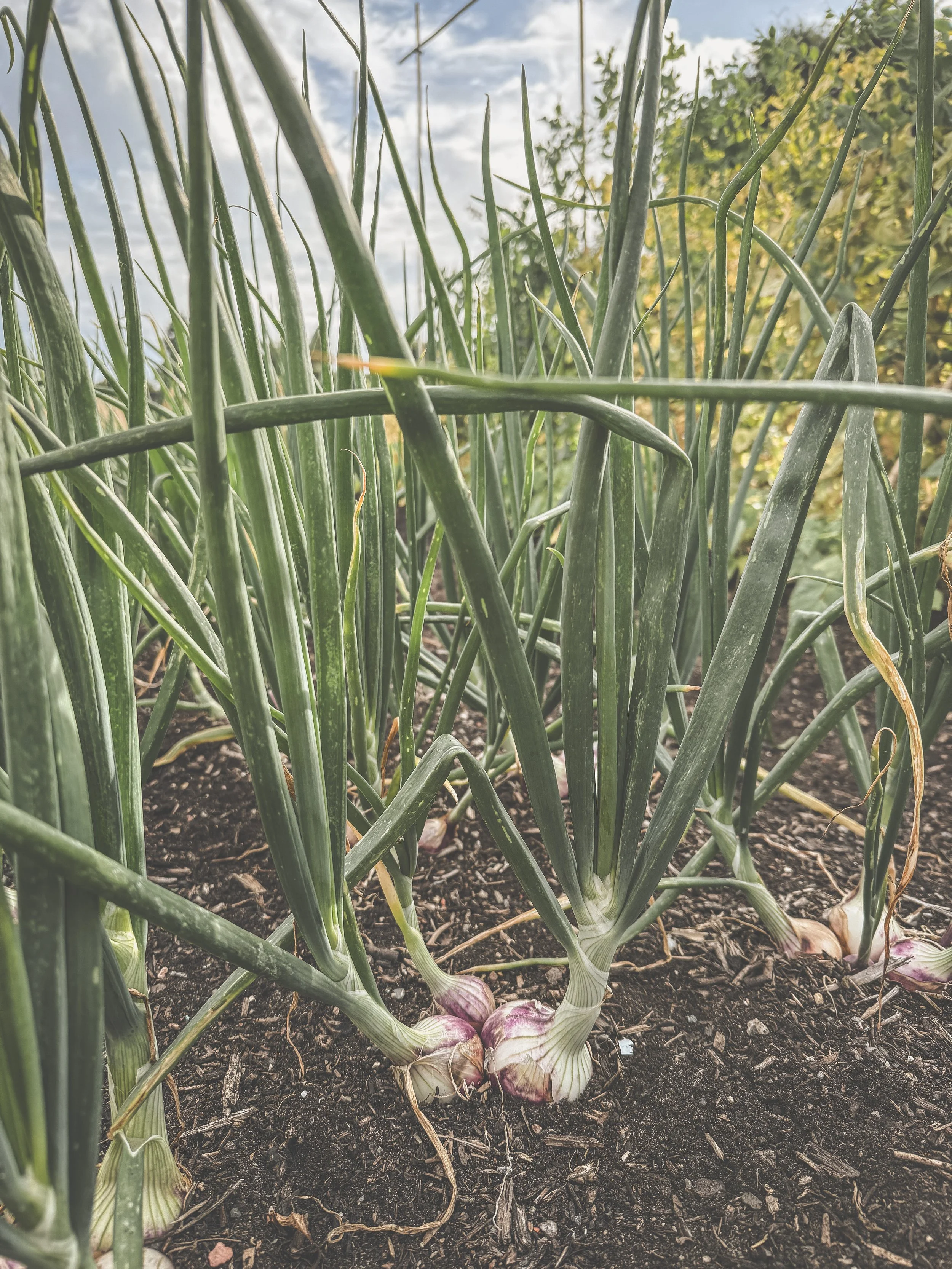 Markt tuin_De Pret_ecologische groenten Brugge_verse ui.JPEG