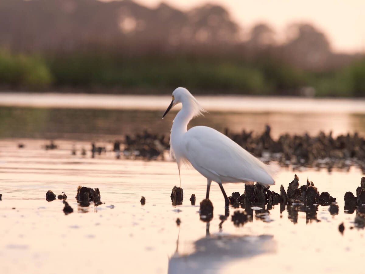 Birding Tours in Beaufort SC