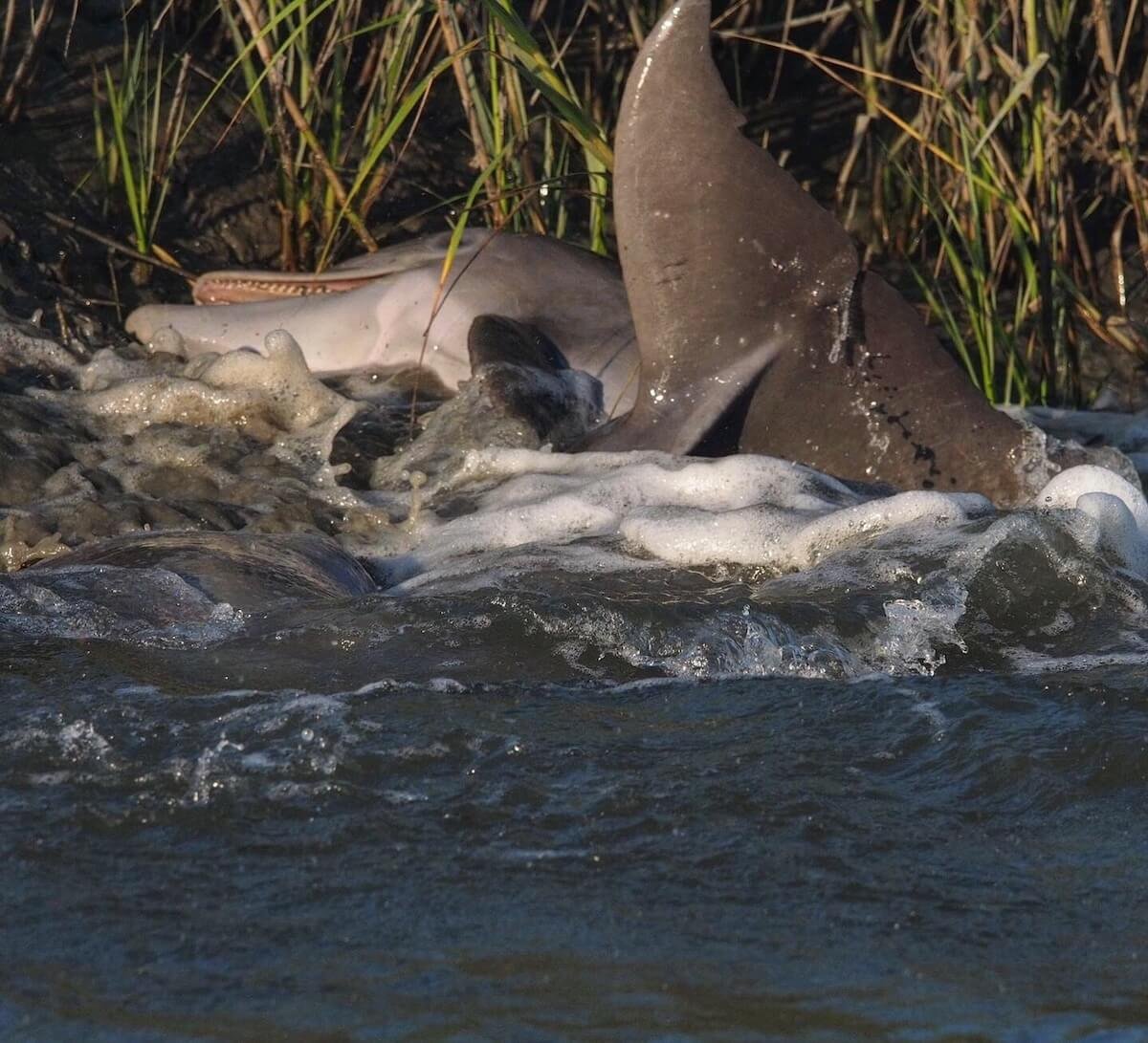 Dolphin watching in Beaufort SC