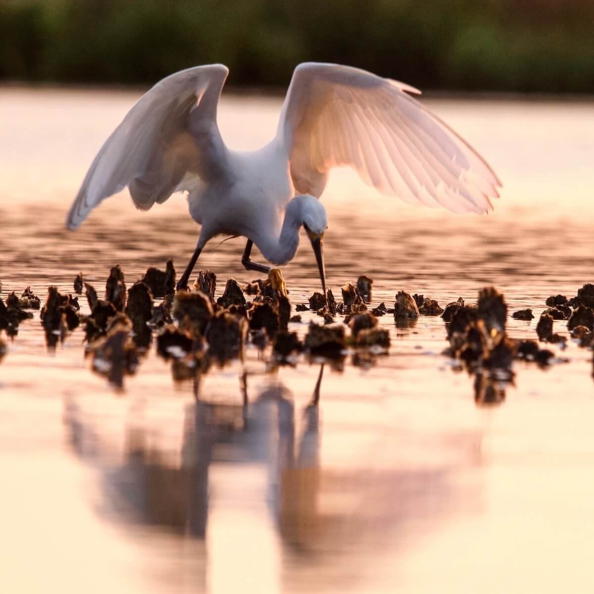 Birds of the Lowcountry