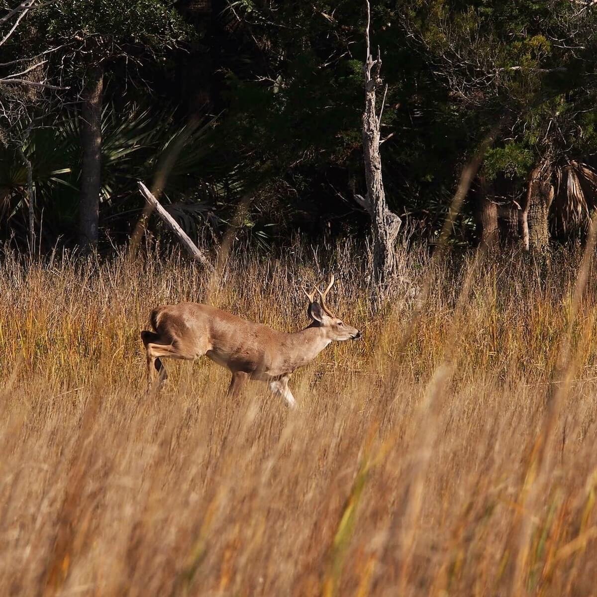 Nature watching from our private boat tour