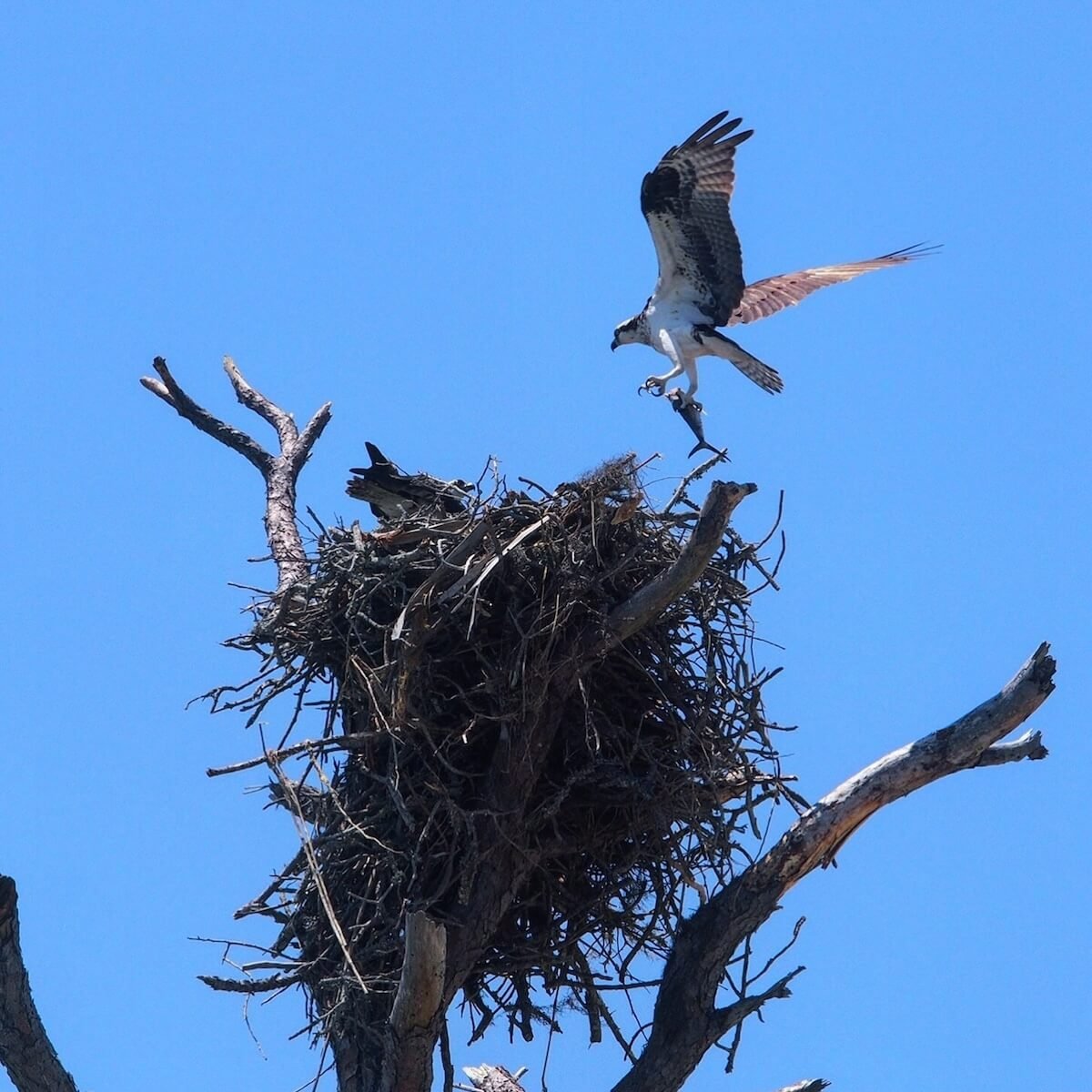 Hawk flying into their nest