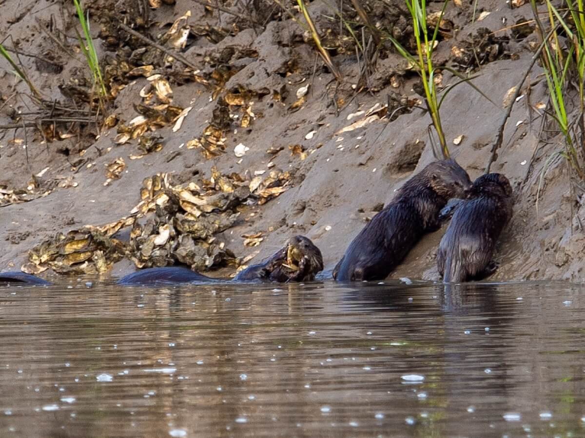 Otters in the Beaufort River