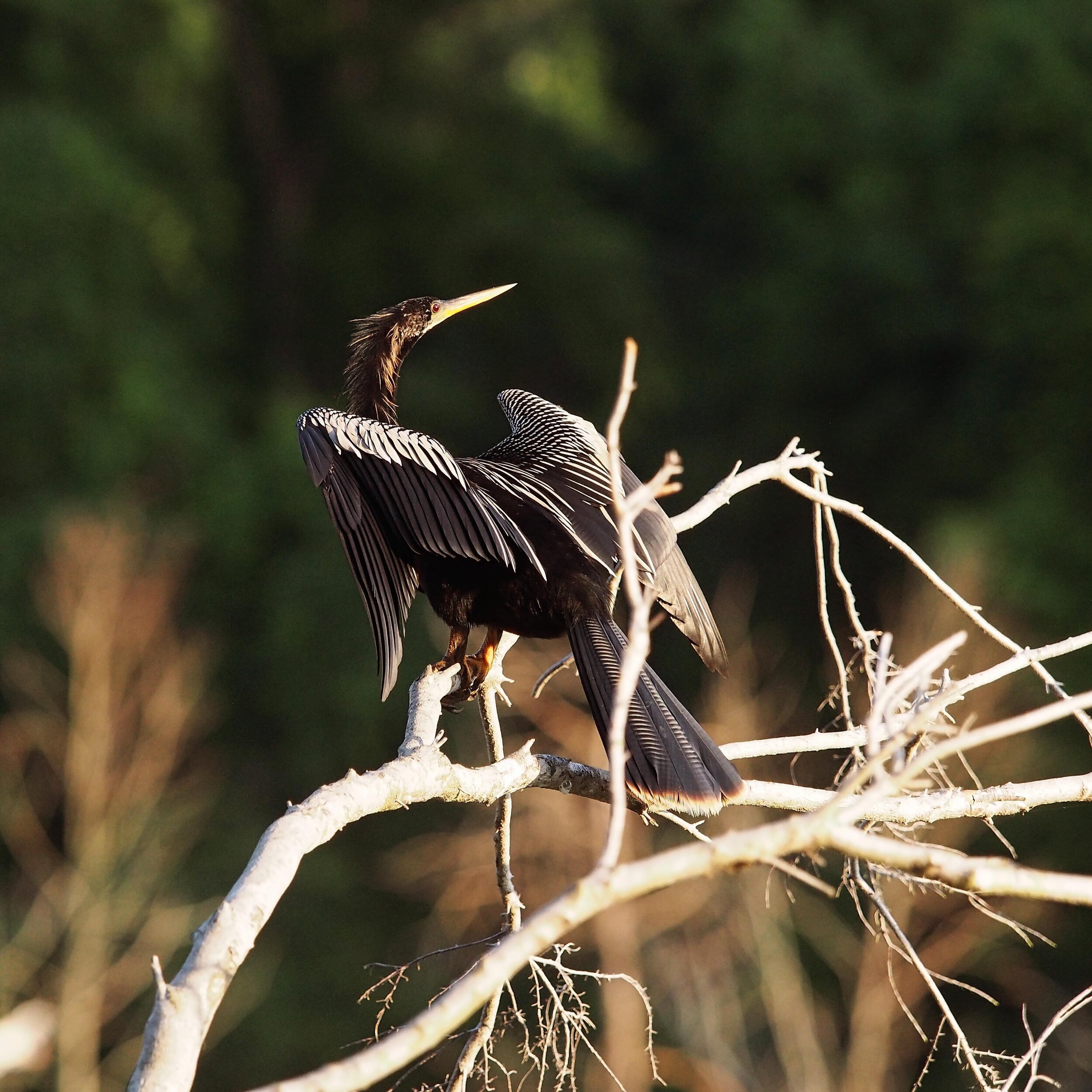 While the dolphins are usually the stars of the show, Beaufort is home to a variety of bird species. You&rsquo;ll often see the Anhingas spreading their wings drying themselves in the sun as these water birds do not have waterproof feathers. 🪶