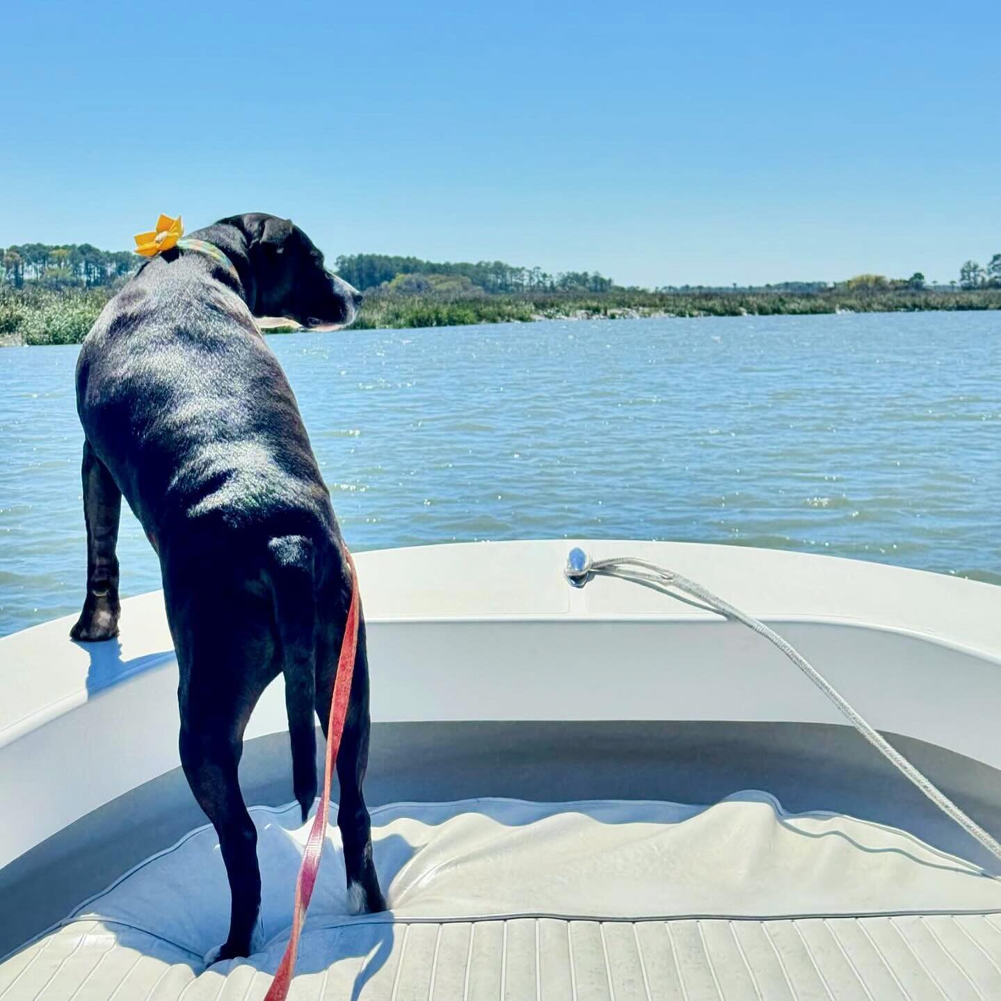 Did you know our trips can be dog friendly? 🐶 

We understand while traveling with our 4 legged friends, it can be hard to leave them for extended periods of time. We allow up to 2 well-behaved  dogs per trip upon owner discretion (you obviously kno