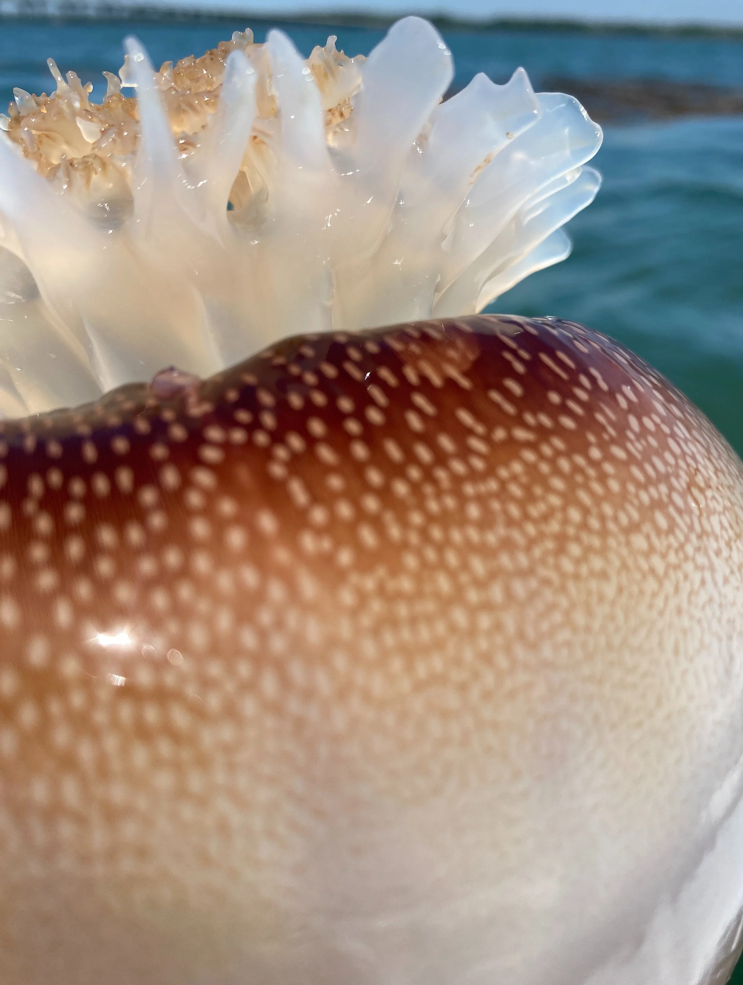 Did you know&hellip; Cannonball jellyfish are our most common jellyfish? Fortunately these jellies don&rsquo;t sting and are a favorite food of our visiting loggerhead sea turtles. You&rsquo;ll frequently see these jellies in the water and on our bea