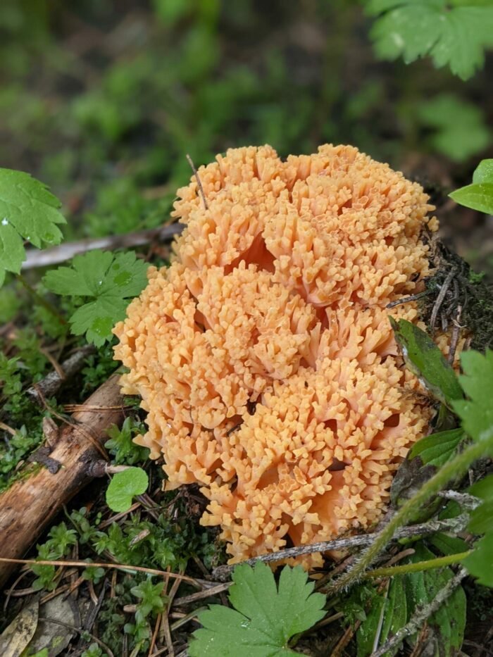 Mushroom-Coral-rotated-e1653415939890.jpg