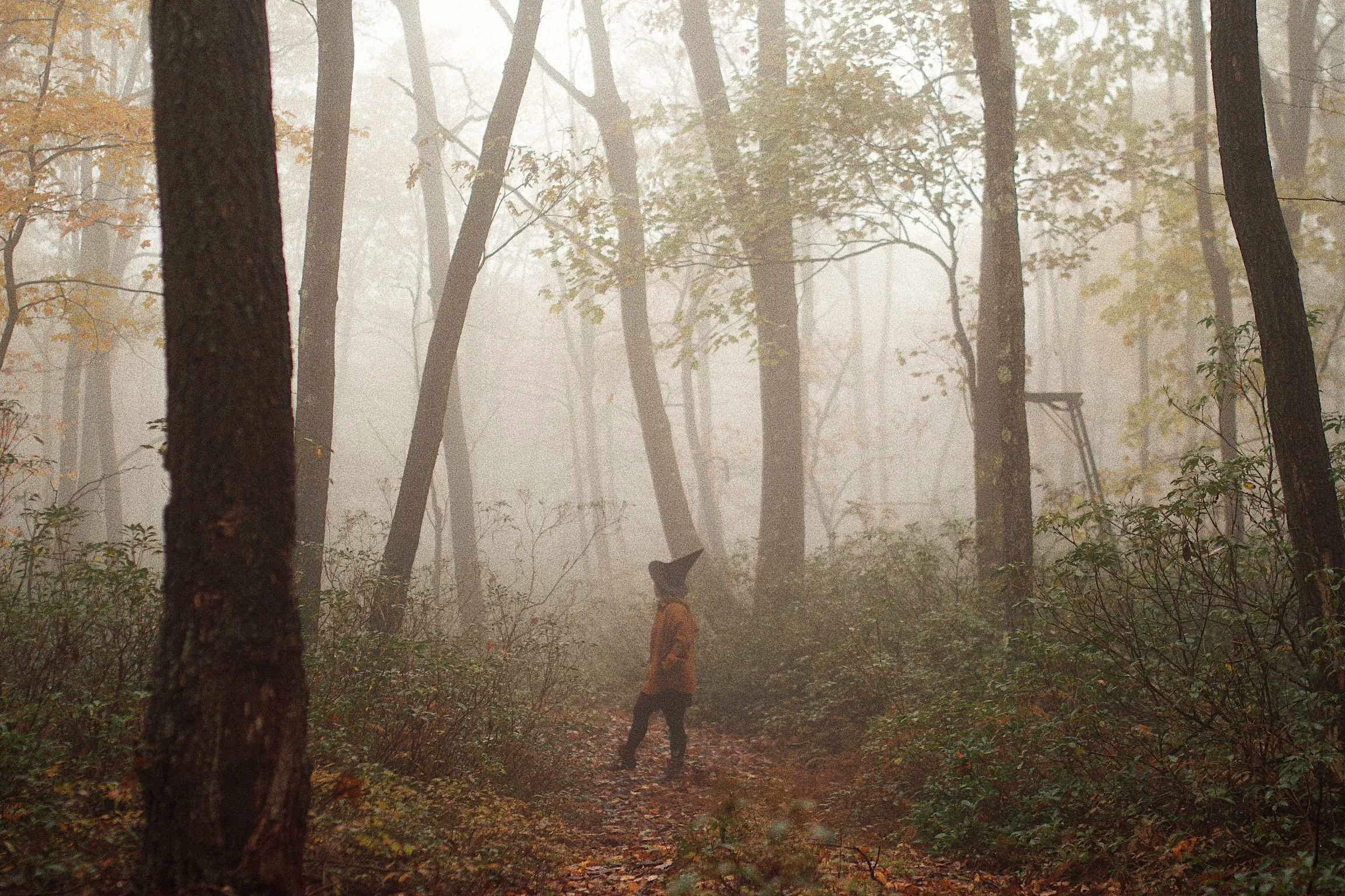 A child dressed in warm clothing and a hat is walking on a forest trail surrounded by trees and shrubs in a foggy wooded area.