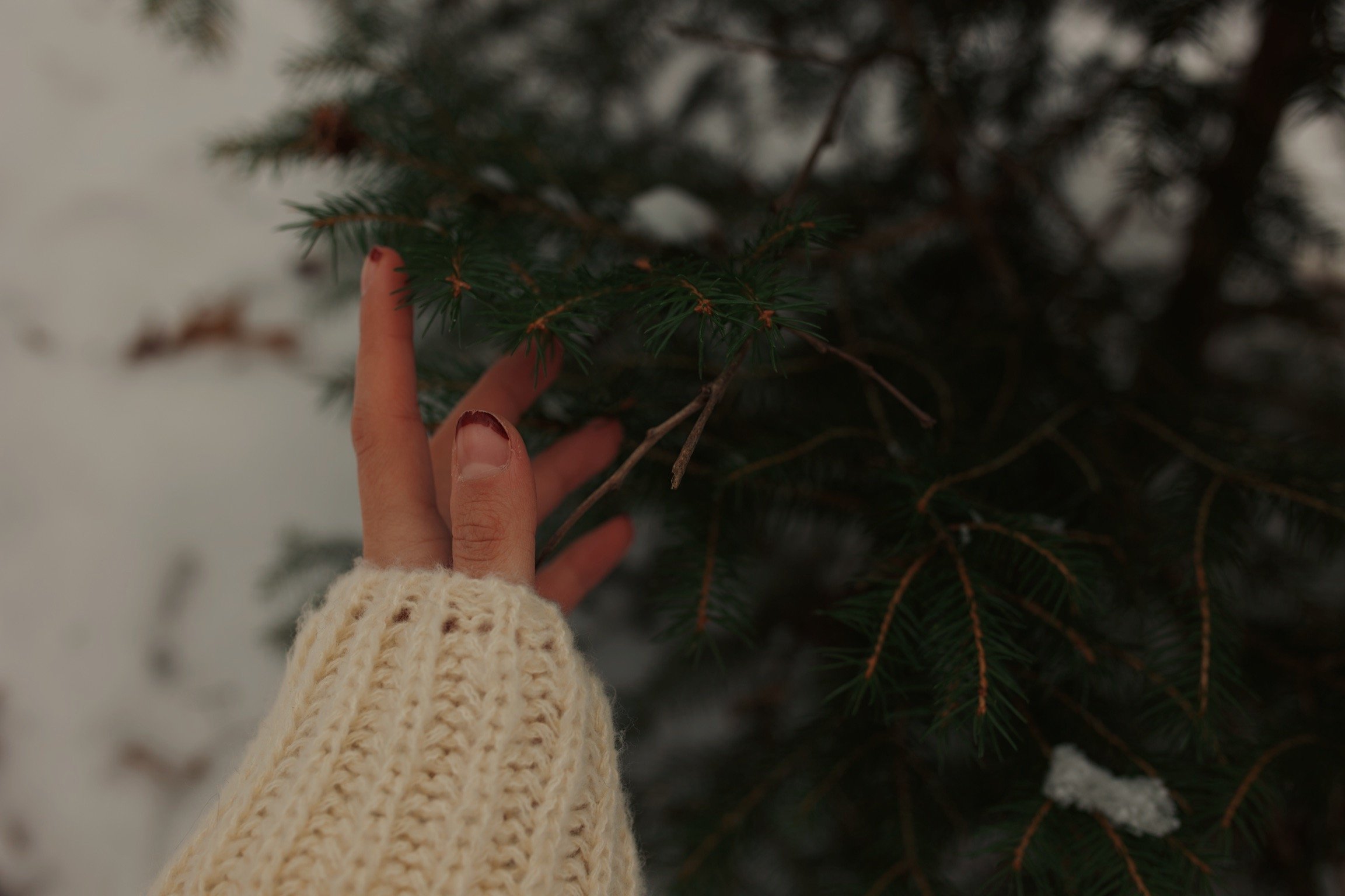 A hand with white knitted sweater gently touching green pine tree branches outdoors in winter, with snow visible on the branches.