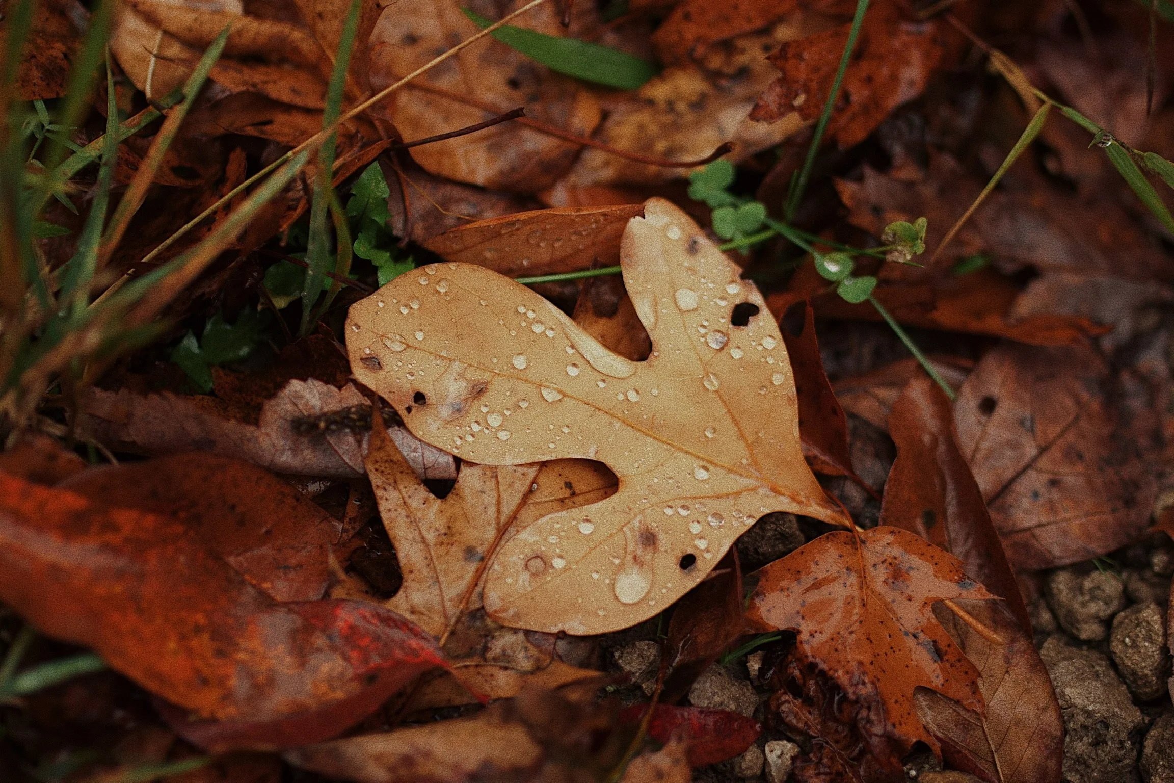 Close-up of a fallen oak leaf with water droplets on it amidst other brown fallen leaves and some green grass and plants.
