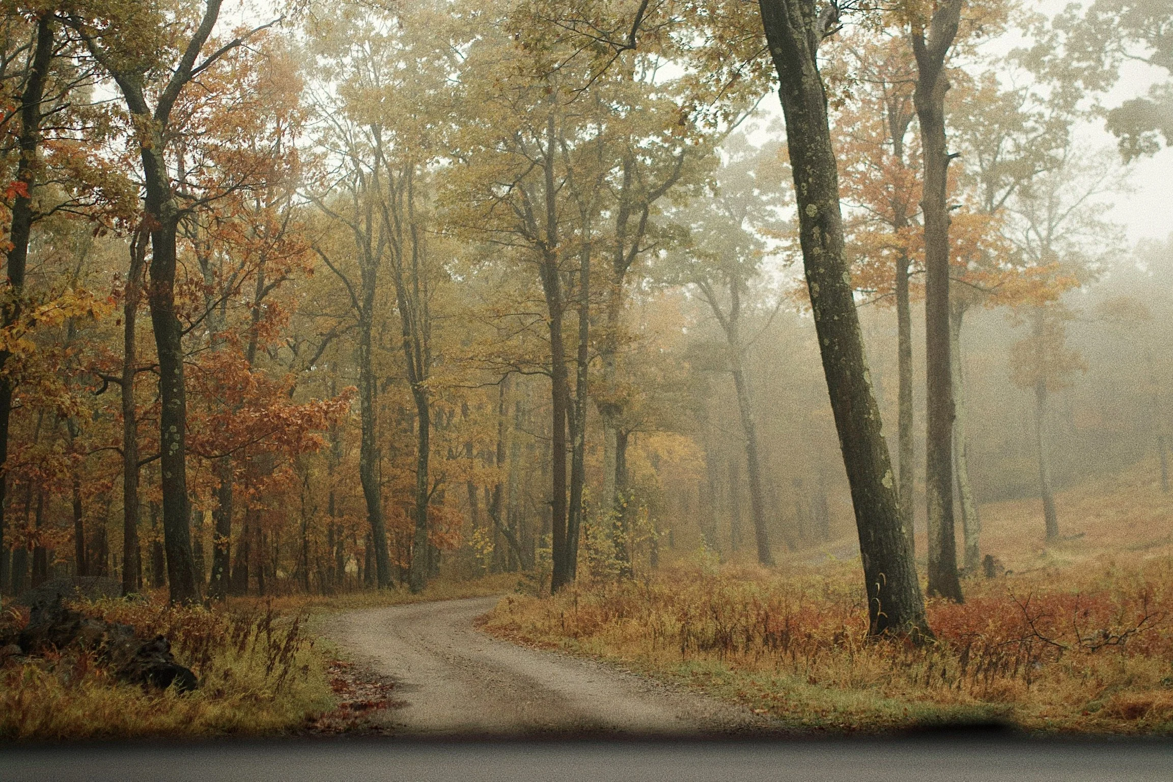 A winding dirt road through a foggy forest with trees displaying fall foliage.