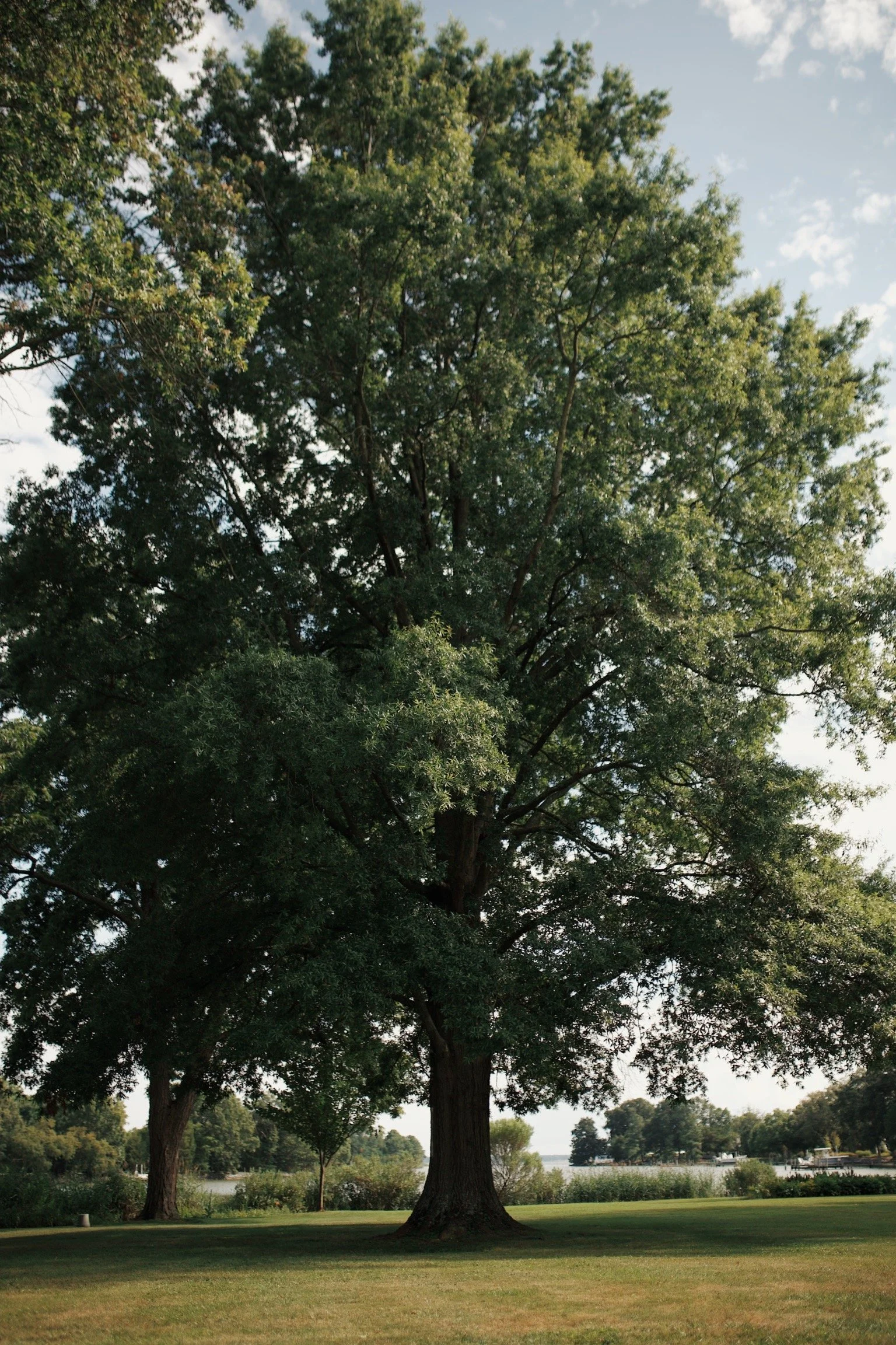 A large green tree with a wide trunk standing on a grassy area next to a lake, with other trees in the background and blue sky with some clouds overhead.