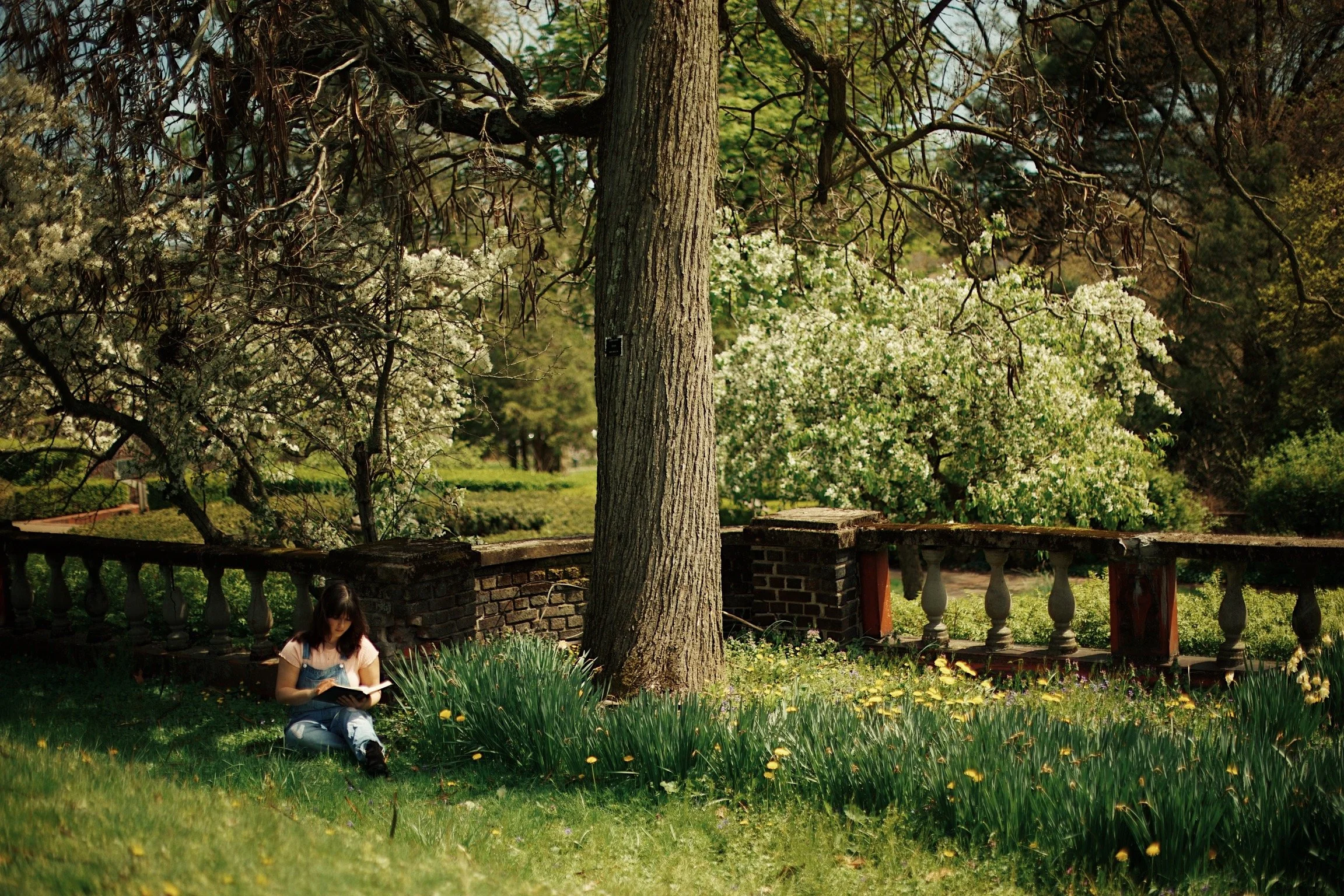 A young woman sits on grass beside a large tree, reading a book surrounded by greenery, flowering bushes, a brick wall, and a park setting.