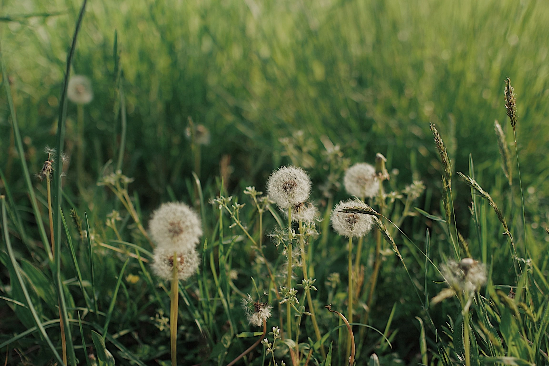Close-up of dandelions in a grassy field with sunlight shining through.