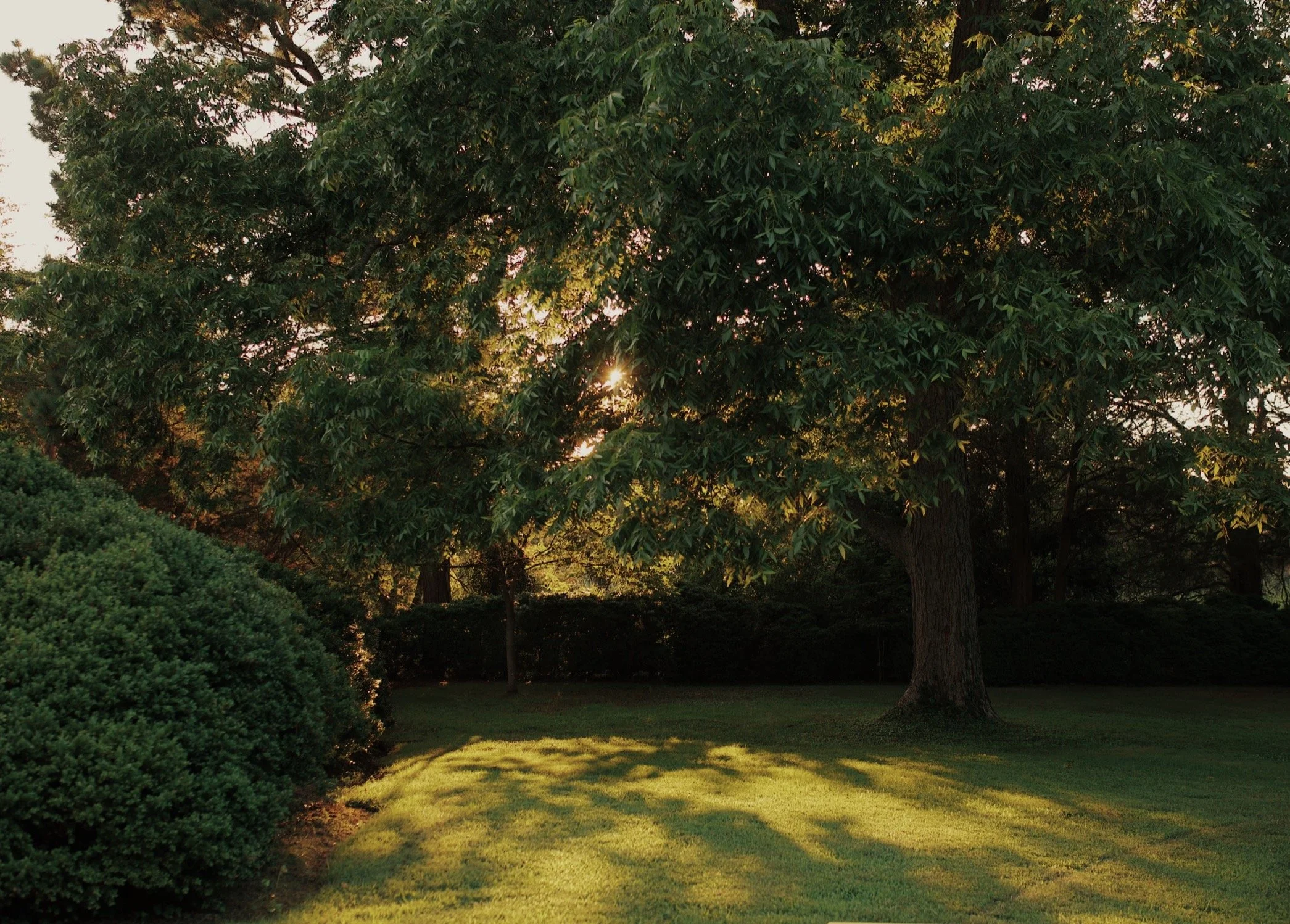 Sunlight filtering through lush green trees and casting shadows on a well-maintained grassy lawn in a park.