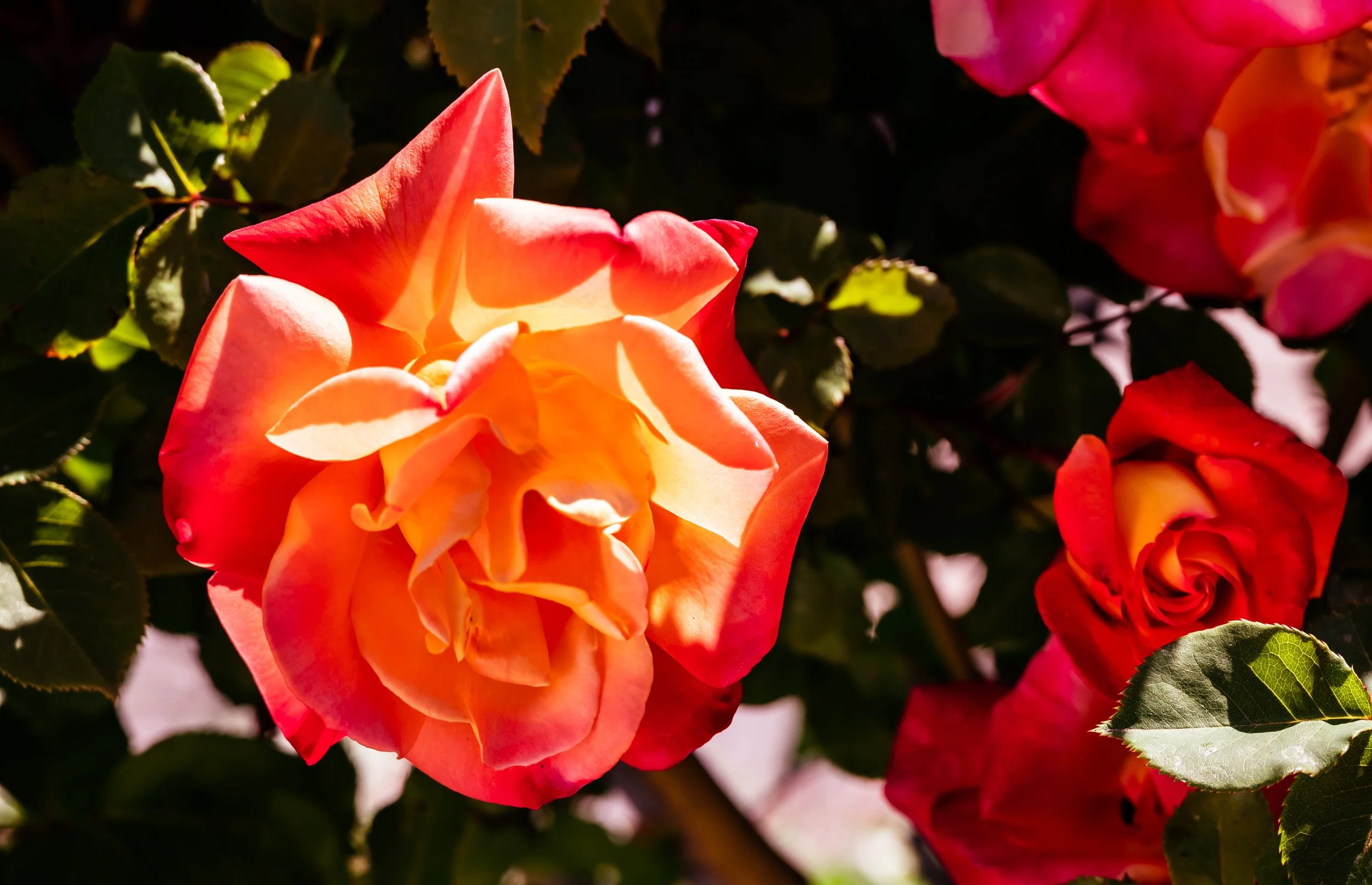 DSC_1747.jpg
