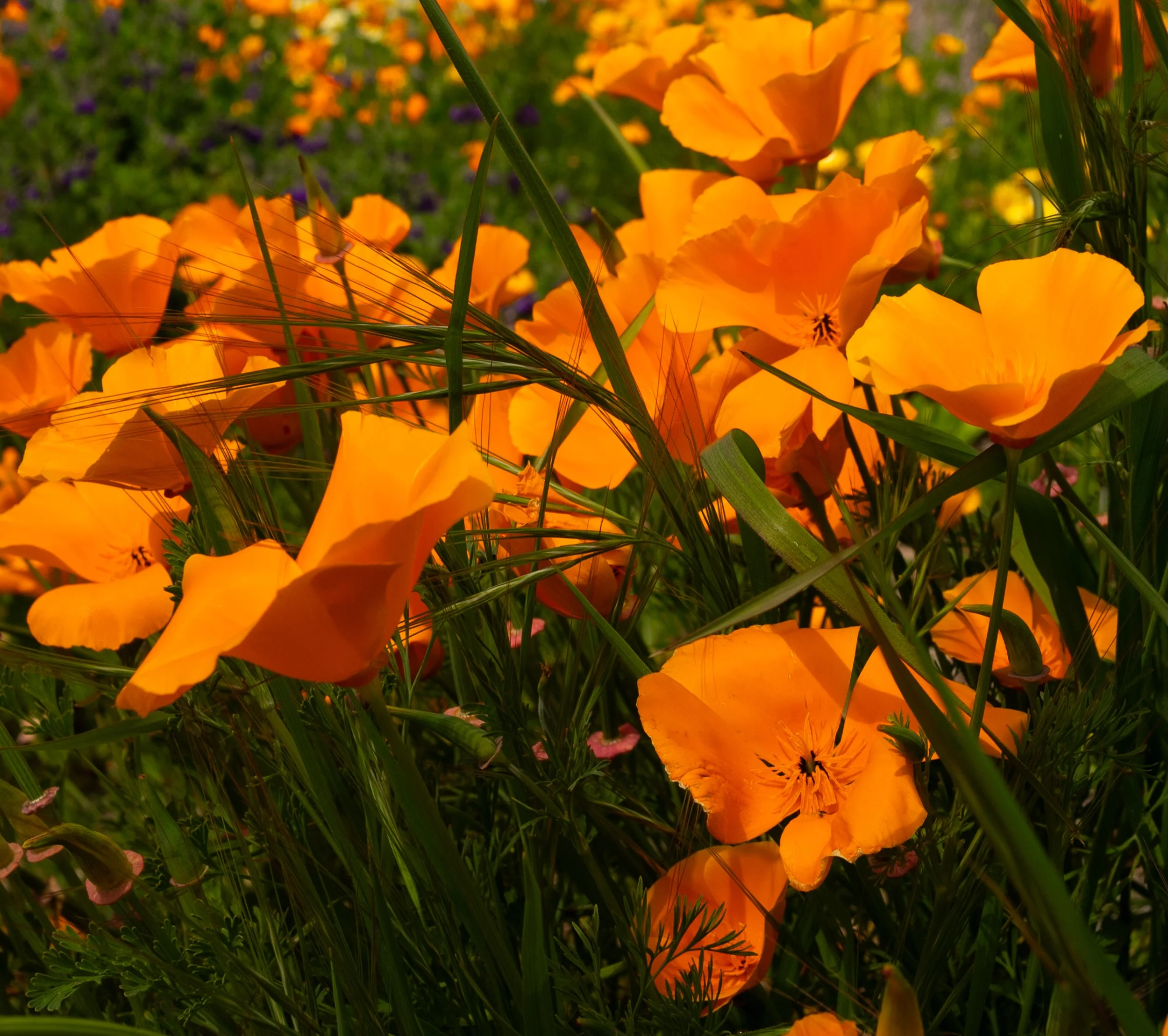 DSC_1307.jpg