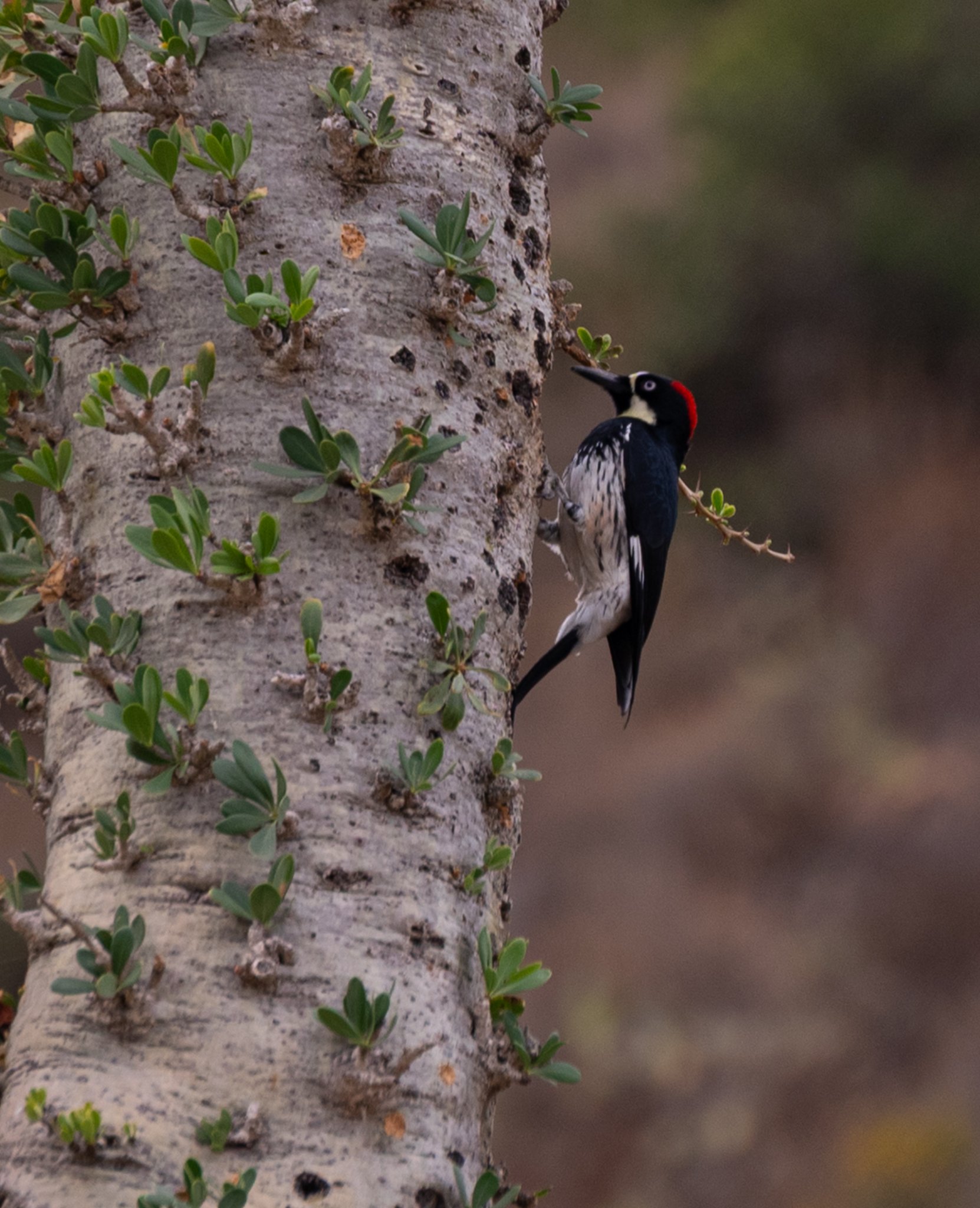 DSC_4095.jpg