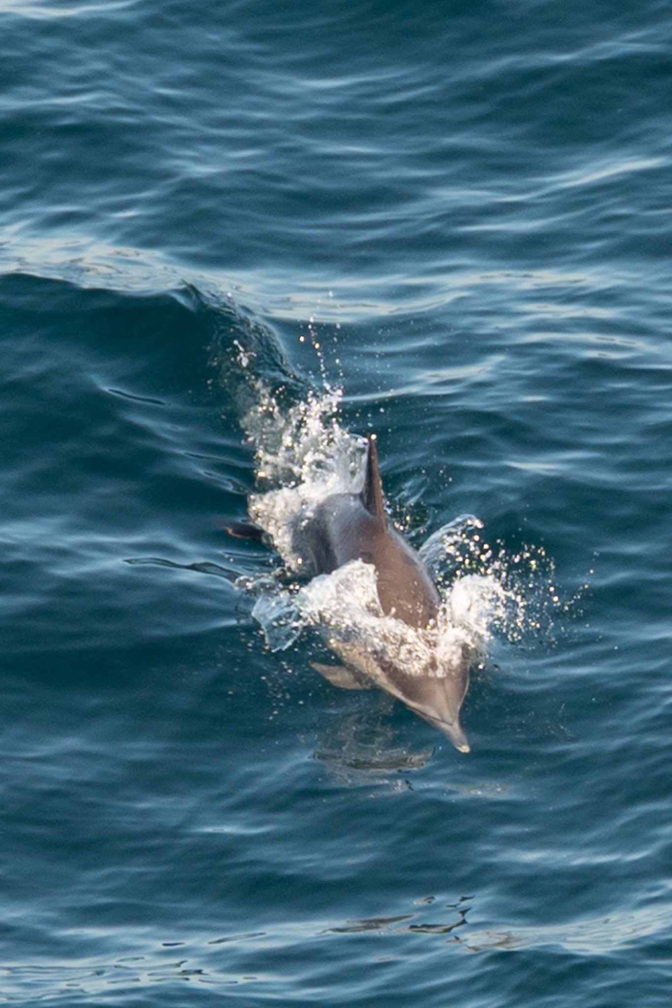 DSC_3903.jpg