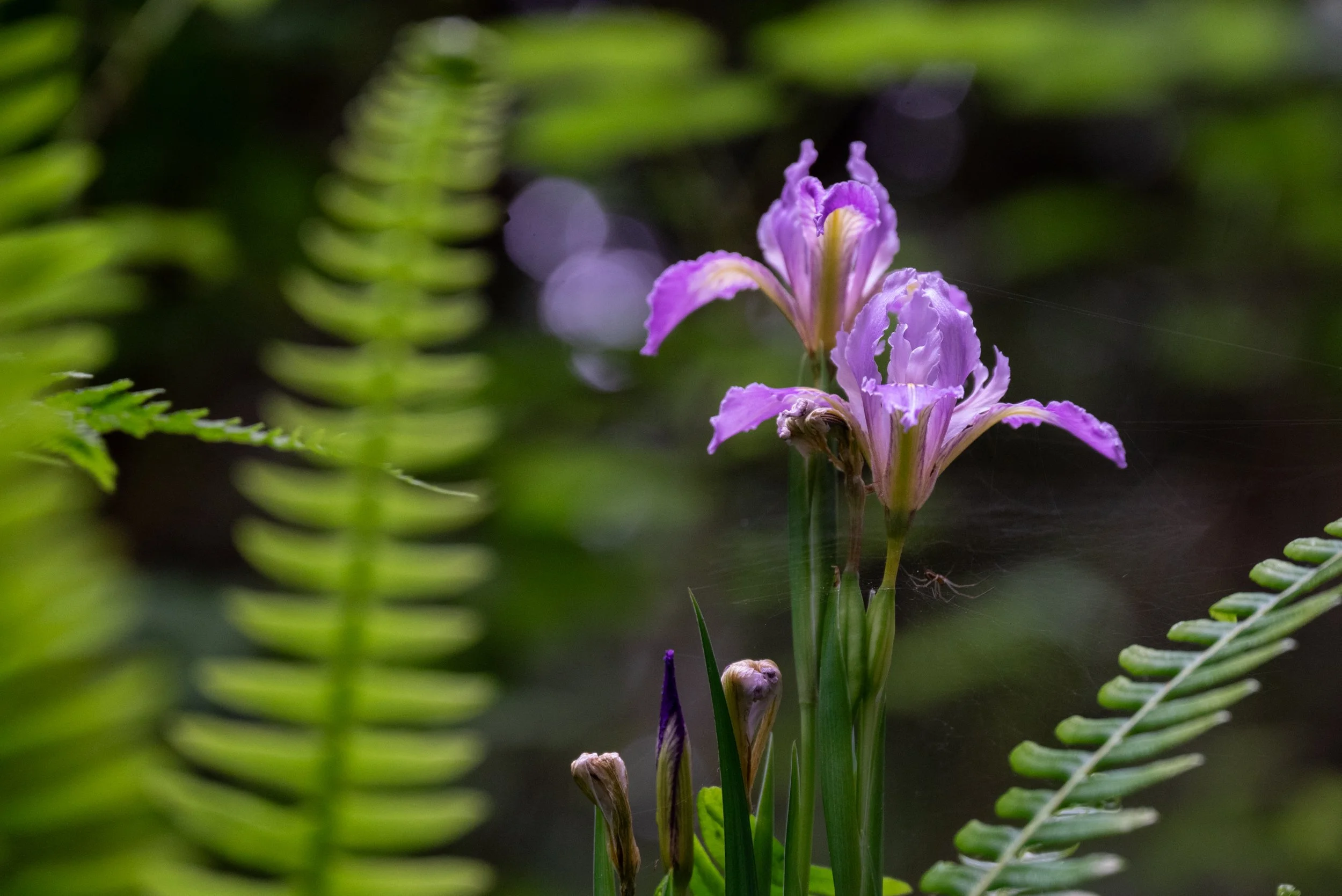 DSC_2163.jpg