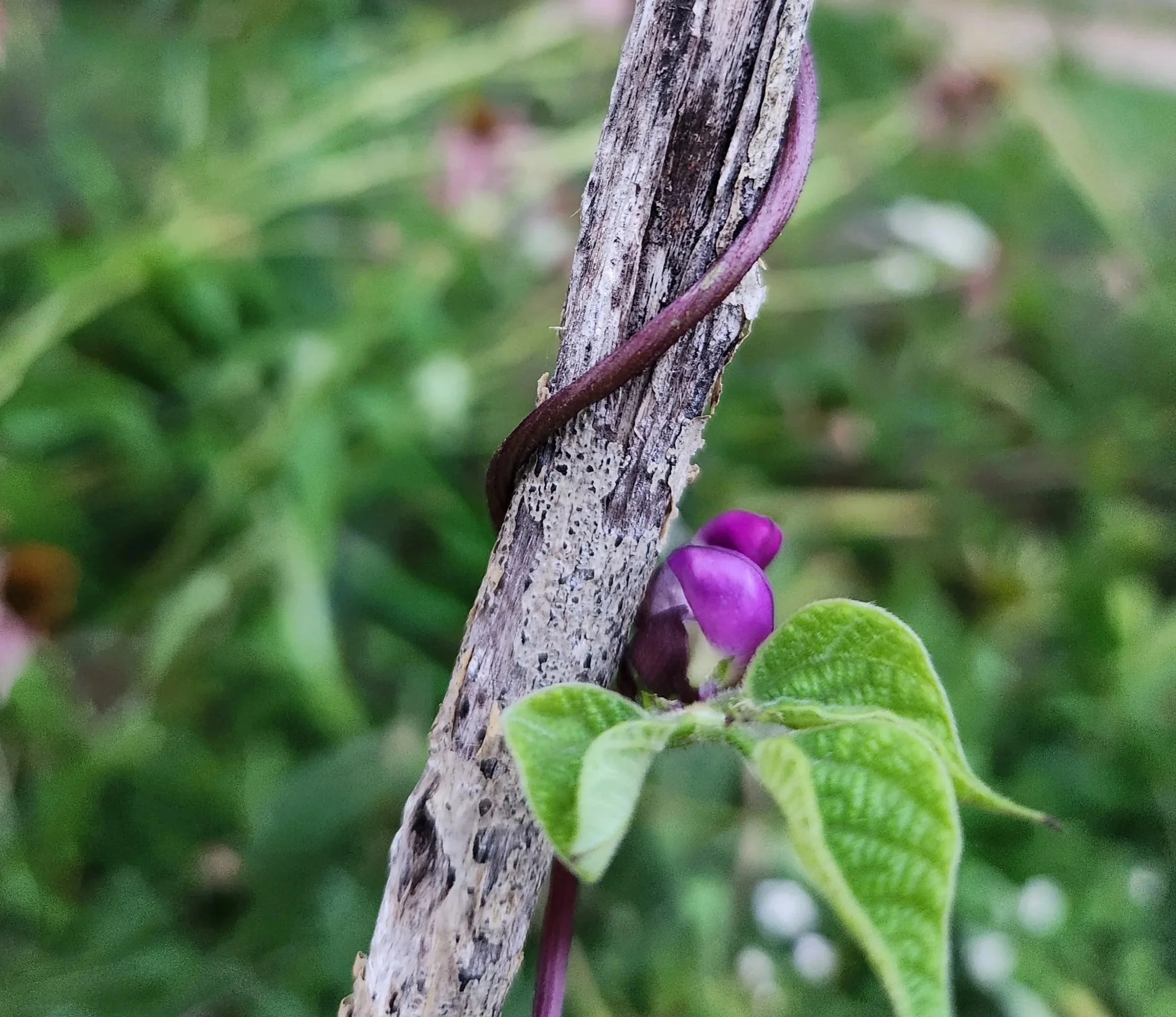 Purple bean flower growing up lichen-covered support stick